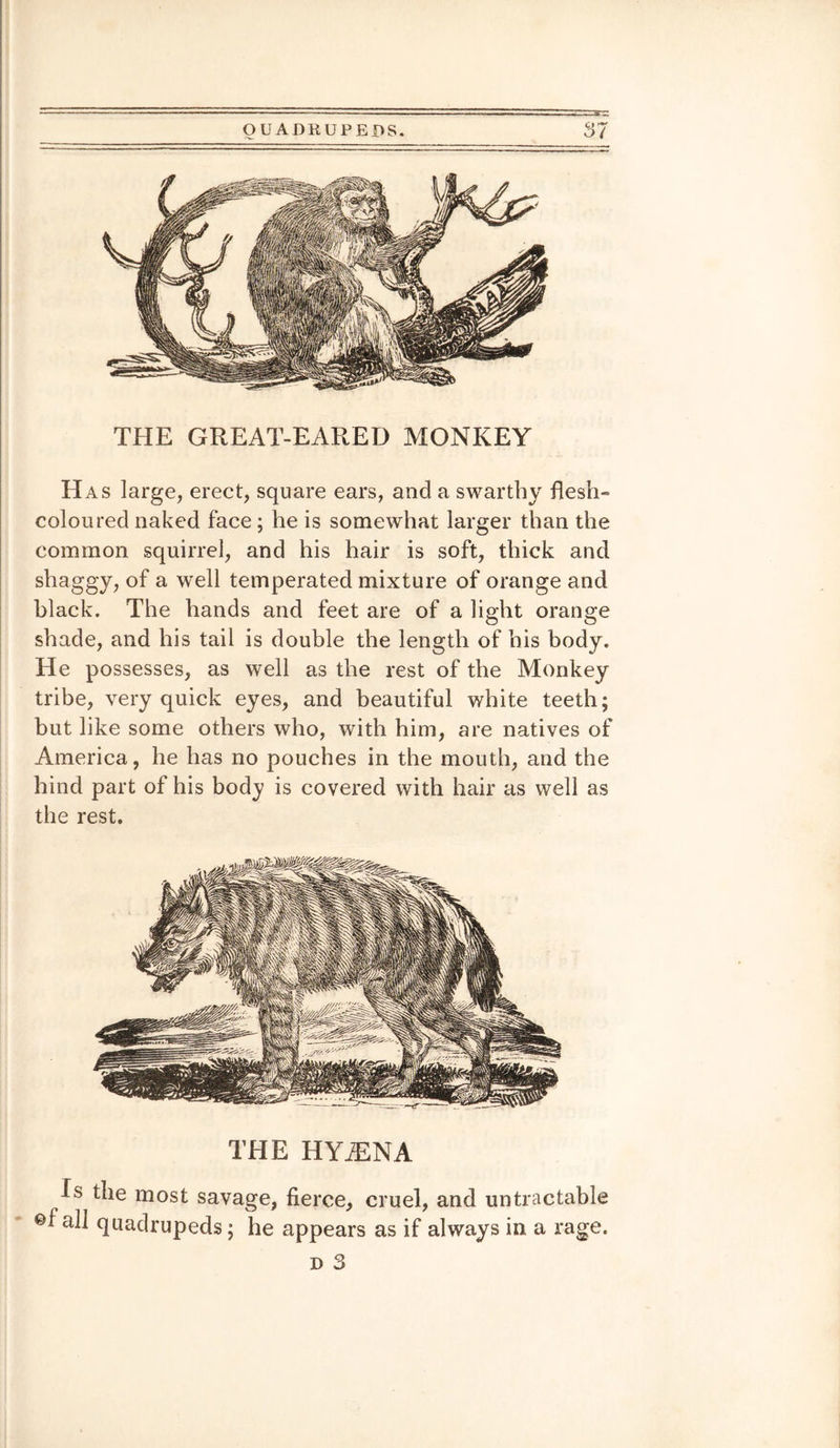 Has large, erect, square ears, and a swarthy flesh- coloured naked face; he is somewhat larger than the common squirrel, and his hair is soft, thick and shaggy, of a well temperated mixture of orange and black. The hands and feet are of a light orange shade, and his tail is double the length of his body. He possesses, as well as the rest of the Monkey tribe, very quick eyes, and beautiful white teeth; but like some others who, with him, are natives of America, he has no pouches in the mouth, and the hind part of his body is covered with hair as well as the rest. THE HYiENA Js the most savage, fierce, cruel, and untractable ©fall quadrupeds; he appears as if always in a rage. i) 3