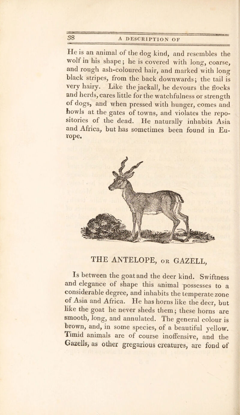 He is an animal of the dog kind, and resembles the wolf in his shape; he is covered with long, coarse, and rough ash-coloured hair, and marked with long black stripes, from the back downwards; the tail is very hairy. Like the jackall, he devours the flocks and herds, cares little for the watchfulness or strength of dogs, and when pressed with hunger, comes and howls at the gates of towns, and violates the repo¬ sitories of the dead. He naturally inhabits Asia and Africa, but has sometimes been found in Eu¬ rope. THE ANTELOPE, or GAZELL, Is between the goat and the deer kind. Swiftness and elegance of shape this animal possesses to a considerable degree, and inhabits the temperate zone of Asia and Africa. He has horns like the deer, but like the goat he never sheds them; these horns are smooth, long, and annulated. The general colour is brown, and, in some species, of a beautiful yellow, limid animals are of course inoffensive, and the Gazells, as other gregarious creatures, are fond of