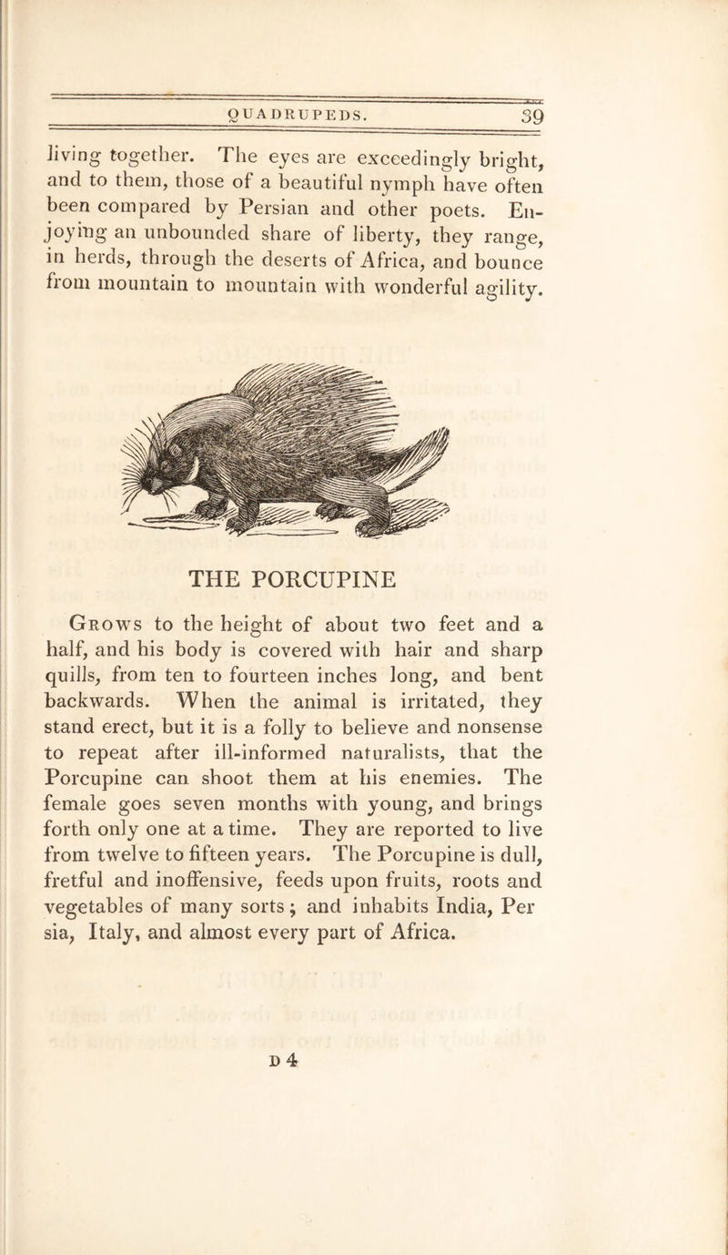 Jiving together. The eyes are exceedingly bright, and to them, those of a beautiful nymph have often been compared by Persian and other poets. En¬ joying an unbounded share of liberty, they range, in herds, through the deserts of Africa, and bounce from mountain to mountain with wonderful agility. THE PORCUPINE Grows to the height of about two feet and a half, and his body is covered with hair and sharp quills, from ten to fourteen inches long, and bent backwards. When the animal is irritated, they stand erect, but it is a folly to believe and nonsense to repeat after ill-informed naturalists, that the Porcupine can shoot them at his enemies. The female goes seven months with young, and brings forth only one at a time. They are reported to live from twelve to fifteen years. The Porcupine is dull, fretful and inoffensive, feeds upon fruits, roots and vegetables of many sorts; and inhabits India, Per sia, Italy, and almost every part of Africa.