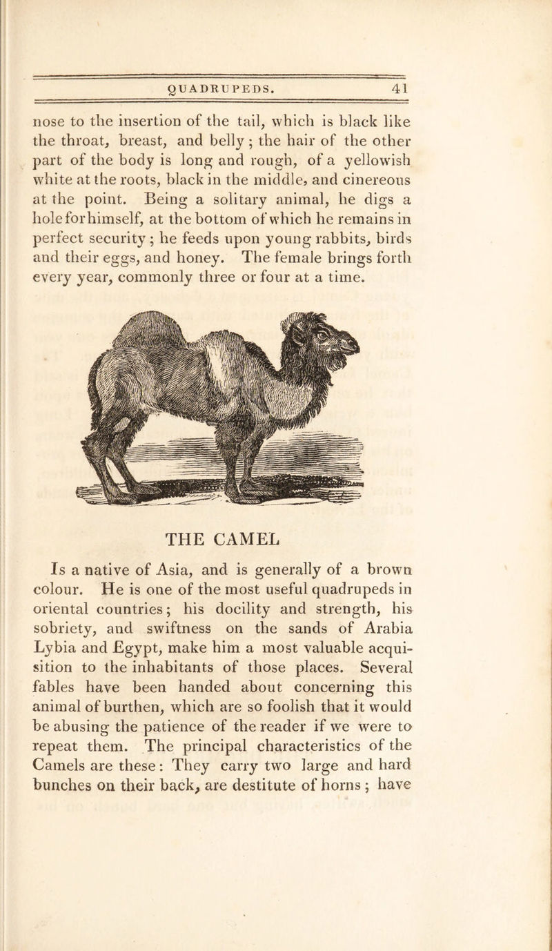 nose to the insertion of the tail, which is black like the throat, breast, and belly ; the hair of the other part of the body is long and rough, of a yellowish white at the roots, black in the middle? and cinereous at the point. Being a solitary animal, he digs a hole for him self, at the bottom ofw’hich he remains in perfect security ; he feeds upon young rabbits, birds and their eggs, and honey. The female brings forth every year, commonly three or four at a time. THE CAMEL Is a native of Asia, and is generally of a brown colour. He is one of the most useful quadrupeds in oriental countries; his docility and strength, his sobriety, and swiftness on the sands of Arabia Lybia and Egypt, make him a most valuable acqui¬ sition to the inhabitants of those places. Several fables have been handed about concerning this animal of burthen, which are so foolish that it would be abusing the patience of the reader if we were to repeat them. The principal characteristics of the Camels are these: They carry two large and hard bunches on their back, are destitute of horns; have