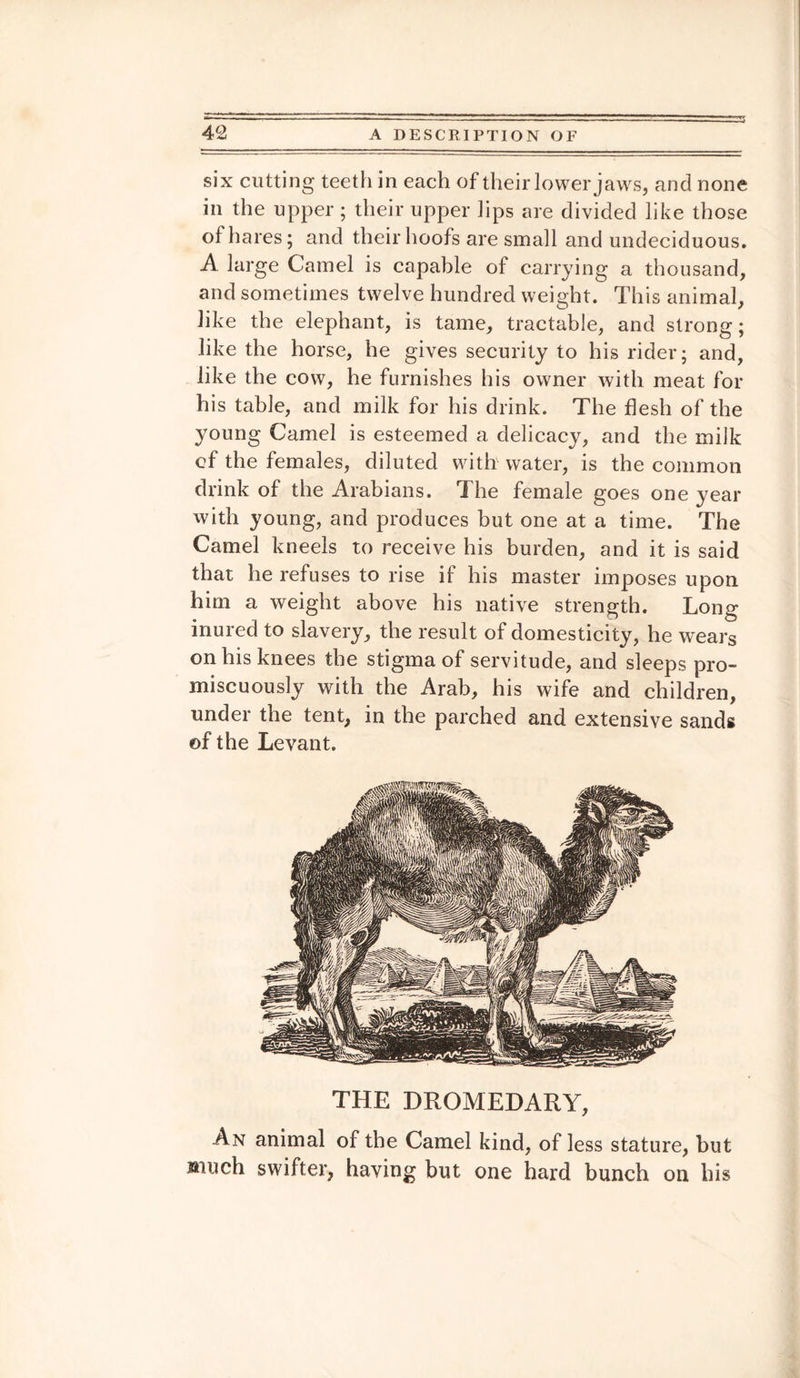 six cutting teeth in each of their lower jaws, and none in the upper ; their upper lips are divided like those of hares; and their hoofs are small and undeciduous. A large Camel is capable of carrying a thousand, and sometimes twelve hundred weight. This animal, like the elephant, is tame, tractable, and strong; like the horse, he gives security to his rider; and, like the cow, he furnishes his owner with meat for his table, and milk for his drink. The flesh of the young Camel is esteemed a delicacy, and the milk of the females, diluted with water, is the common drink of the Arabians. The female goes one year with young, and produces but one at a time. The Camel kneels to receive his burden, and it is said that he refuses to rise if his master imposes upon him a weight above his native strength. Long inured to slavery, the result of domesticity, he wears on his knees the stigma of servitude, and sleeps pro¬ miscuously with the Arab, his wife and children, under the tent, in the parched and extensive sands of the Levant. THE DROMEDARY, An animal of the Camel kind, of less stature, but much swifter, having but one hard bunch on his