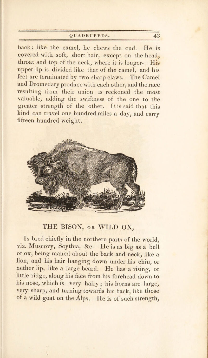 back ; like the camel, he chews the cud. lie is covered with soft, short hair, except on the head, throat and top of the neck, where it is longer. His upper lip is divided like that of the camel, and his feet are terminated by two sharp claws. The Camel and Dromedary produce with each other, and the race resulting from their union is reckoned the most valuable, adding the swiftness of the one to the greater strength of the other. It is said that this kind can travel one hundred miles a day, and carry fifteen hundred weight. THE BISON, or WILD OX, Is bred chiefly in the northern parts of the world, viz. Muscovy, Scythia, &c. He is as big as a bull or ox, being maned about the back and neck, like a lion, and his hair hanging down under his chin, or nether lip, like a large beard. He has a rising, or little ridge, along his face from his forehead down to his nose, which is very hairy ; his horns are large, very sharp, and turning towards his back, like those of a wild goat on the Alps, He is of such strength,