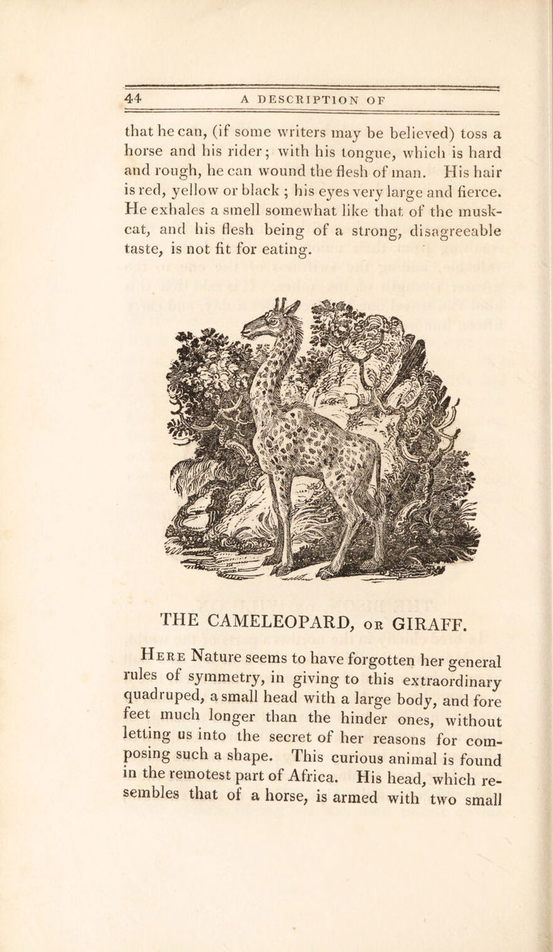 that he can, (if some writers may be believed) toss a horse and his rider; with his tongue, which is hard and rough, he can wound the flesh of man. His hair is red, yellow or black ; his eyes very large and fierce. He exhales a smell somewhat like that of the musk- cat, and his flesh being of a strong, disagreeable taste, is not fit for eating. THE CAMELEOPARD, or GIRAFF. Here Nature seems to have forgotten her general rules of symmetry, in giving to this extraordinary quadruped, a small head with a large body, and fore feet much longer than the hinder ones, without letting us into the secret of her reasons for com¬ posing such a shape. This curious animal is found in the lemotest part of Africa. His head, which re¬ sembles that of a horse, is armed with two small