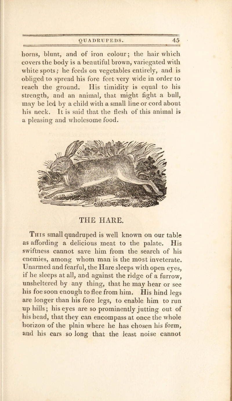 boms, blunt, and of iron colour; tbe hair which covers tbe body is a beautiful brown, variegated with white spots; he feeds on vegetables entirely, and is obliged to spread his fore feet very wide in order to reach tbe ground. His timidity is equal to his strength, and an animal, that might fight a bull, may be led by a child with a small line or cord about his neck. It is said that the flesh of this animal is a pleasing and wholesome food. THE HARE. This small quadruped is well known on our table as affording a delicious meat to the palate. His swiftness cannot save him from the search of his enemies, among whom man is the most inveterate. Unarmed and fearful, the Hare sleeps with open eyes, if he sleeps at all, and against the ridge of a furrow, unsheltered by any thing, that he may hear or see his foe soon enough to flee from him. His hind legs are longer than his fore legs, to enable him to run up hills; his eyes are so prominently jutting out of his head, that they can encompass at once the whole horizon of the plain where he has chosen his form, and his ears so long that the least noise cannot