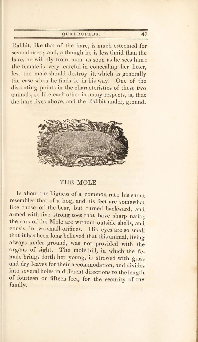 Rabbit, like that of the hare, is much esteemed for several uses; and, although he is less timid than the hare, he will fly from man as soon as he sees him : the female is very careful in concealing her litter, lest the male should destroy it, which is generally the case when he finds it in his way. One of the dissenting points in the characteristics of these two animals, so like each other in many respects, is, that the hare lives above, and the Rabbit under, ground. THE MOLE Is about the bigness of a common rat; his snout resembles that of a hog, and his feet are somewhat like those of the bear, but turned backward, and armed with five strong toes that have sharp nails; the ears of the Mole are without outside shells, and consist in two small orifices. His eyes are so small that it has been long believed that this animal, living always under ground, was not provided with the organs of sight. The mole-hill, in which the fe¬ male brings forth her young, is strewed with grass and dry leaves for their accommodation, and divides into several holes in different directions to the length of fourteen or fifteen feet, for the security of the family.
