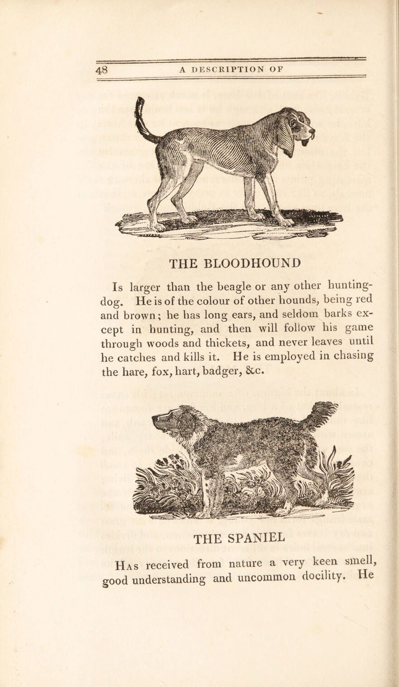 THE BLOODHOUND Is larger than the heagle or any other hunting- dog. He is of the colour of other hounds, being red and brown; he has long ears, and seldom barks ex¬ cept in hunting, and then will follow his game through woods and thickets, and never leaves until he catches and kills it. He is employed in chasing the hare, fox, hart, badger, &c. THE SPANIEL Has received from nature a very keen smell, good understanding and uncommon docility. He