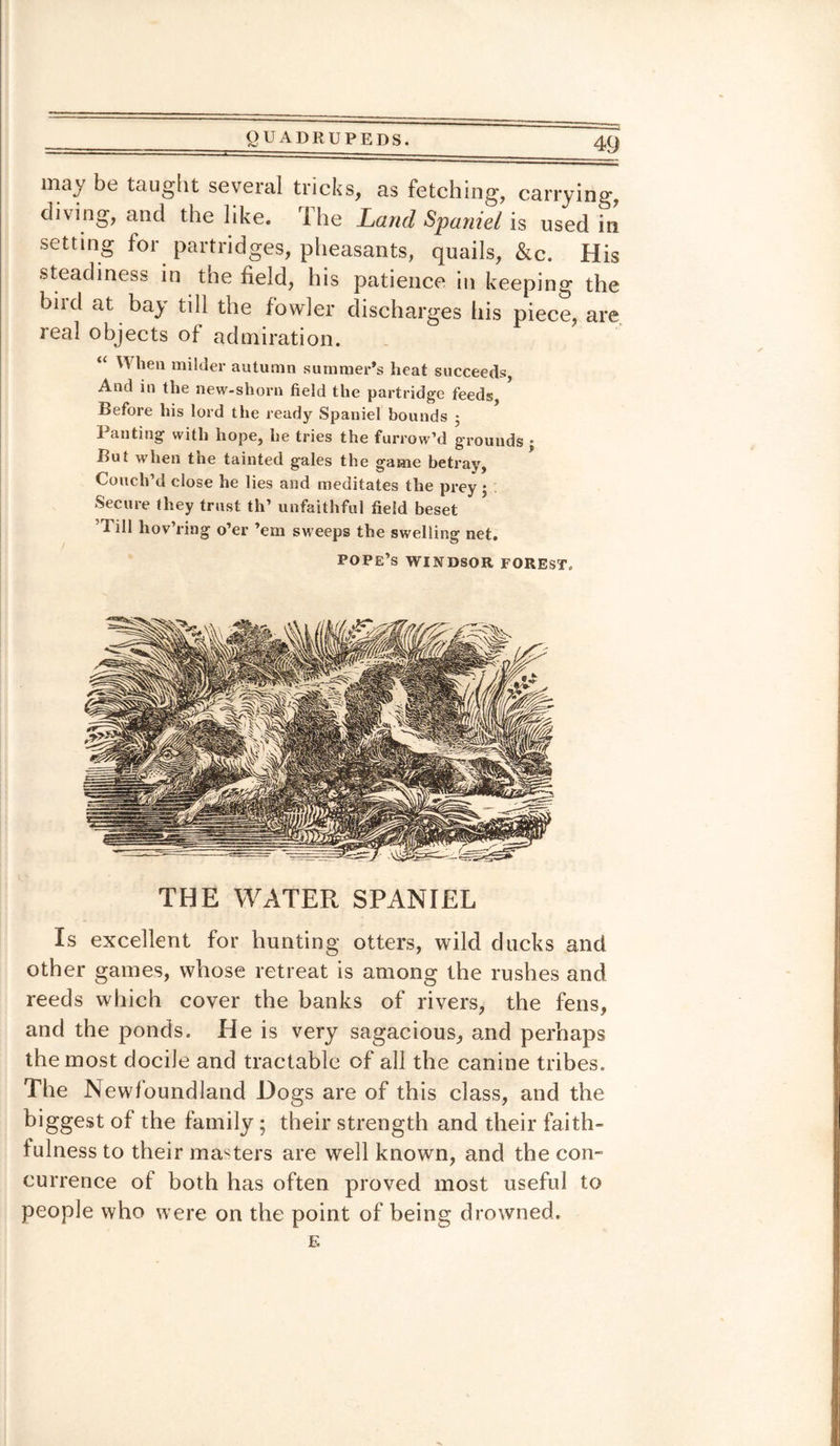 may be taught several tricks, as fetching, carrying, diving, and the like. Ihe Land Spaniel is used in setting for partridges, pheasants, quails, &c. His steadiness in the field, his patience in keeping the bird at bay till the fowler discharges his piece, are real objects of admiration. “ 'Vlien milder autumn summer’s heat succeeds, And in the new-shorn field the partridge feeds, * Before his lord the ready Spaniel bounds • Panting with hope, he tries the furrow’d grounds ; But when the tainted gales the game betray, Couch’d close he lies and meditates the prey; ; Secure (hey trust th’ unfaithful field beset Till liov’ring o’er ’em sweeps the swelling net. POPE’S WINDSOR FOREST, THE WATER SPANIEL Is excellent for hunting otters, wild ducks and other games, whose retreat is among the rushes and reeds which cover the banks of rivers, the fens, and the ponds. He is very sagacious, and perhaps the most docile and tractable of all the canine tribes. The Newfoundland Dogs are of this class, and the biggest of the family; their strength and their faith¬ fulness to their masters are well known, and the con¬ currence of both has often proved most useful to people who were on the point of being drowned.