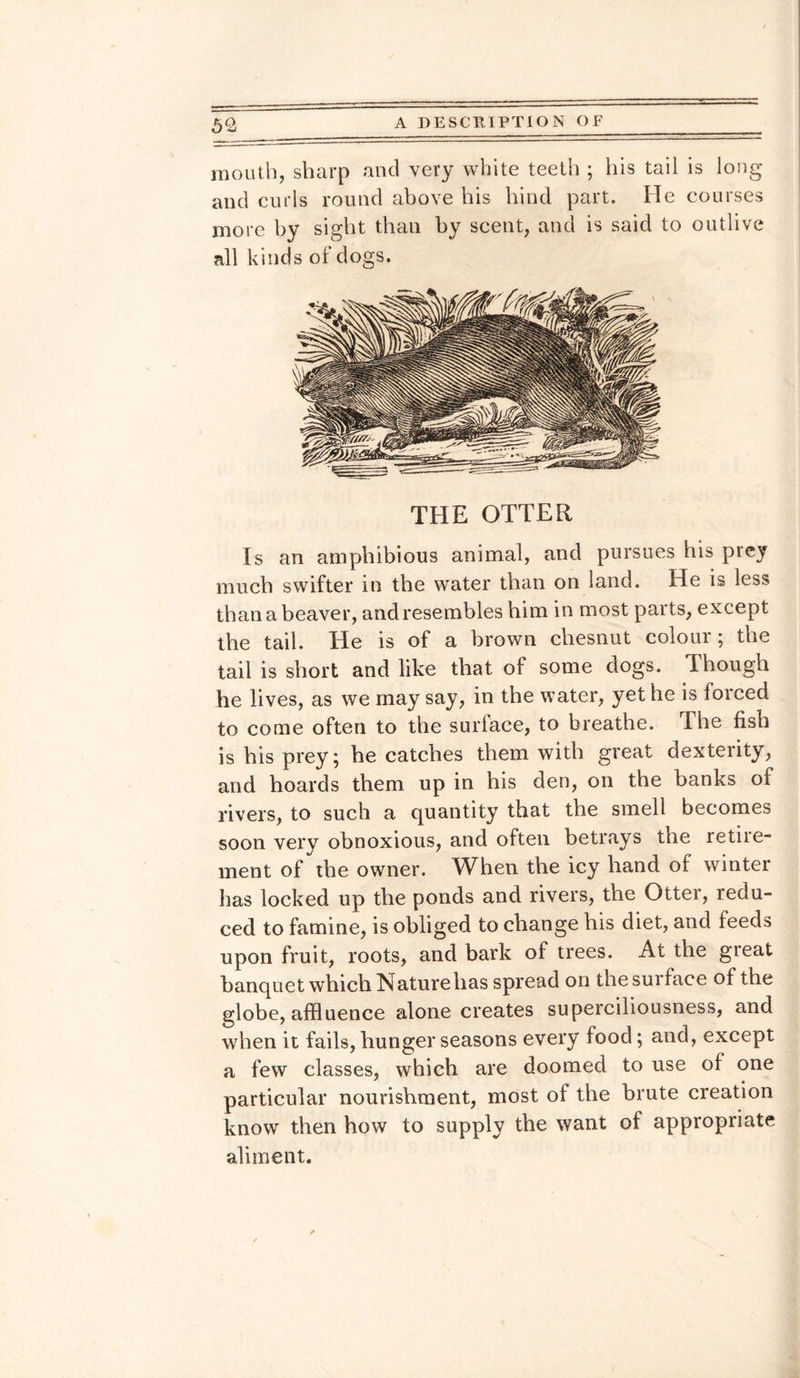 mouth, sharp and very white teeth ; his tail is long and curls round above his hind part. He courses more by sight than by scent, and is said to outlive all kinds of dogs. THE OTTER Is an amphibious animal, and pursues his prey much swifter in the water than on land. He is less than a beaver, and resembles him in most parts, except the tail. He is of a brown chesnut colour; the tail is short and like that of some dogs. Though he lives, as we may say, in the water, yet he is forced to come often to the surface, to breathe. The fish is his prey; he catches them with great dexterity, and hoards them up in his den, on the banks of rivers, to such a quantity that the smell becomes soon very obnoxious, and often betrays the retire¬ ment of the owner. When the icy hand of winter has locked up the ponds and rivers, the Otter, redu¬ ced to famine, is obliged to change his diet, and feeds upon fruit, roots, and bark of trees. At the great banquet which Nature has spread on the surface of the globe, affluence alone creates superciliousness, and when it fails, hunger seasons every food; and, except a few classes, which are doomed to use of one particular nourishment, most of the brute creation know then how to supply the want of appropriate aliment.