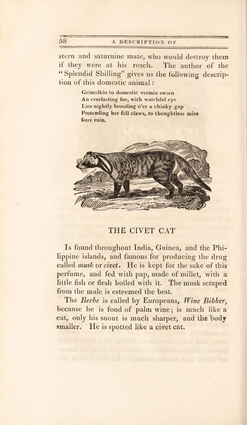 stern and saturnine mate, who would destroy them if they were at his reach. The author of the “ Splendid Shilling” gives us the following descrip¬ tion of this domestic animal: Grimalkin to domestic vermin sworn An everlasting' foe, with watchful eye Lies nightly brooding o’er a chinky gap Protending her fell claws* to thoughtless mice Sure ruin. THE CIVET CAT Is found throughout India, Guinea, and the Phi¬ lippine islands, and famous for producing the drug called musk or civet. He is kept for the sake of this perfume, and fed with pap, made of millet, with a little fish or flesh boiled with it. The musk scraped from the male is esteemed the best. The Berbe is called by Europeans, Wine Bibber, because he is fond of palm wine; is much like a cat, only his snout is much sharper, and the body smaller. He is spotted like a civet cat.
