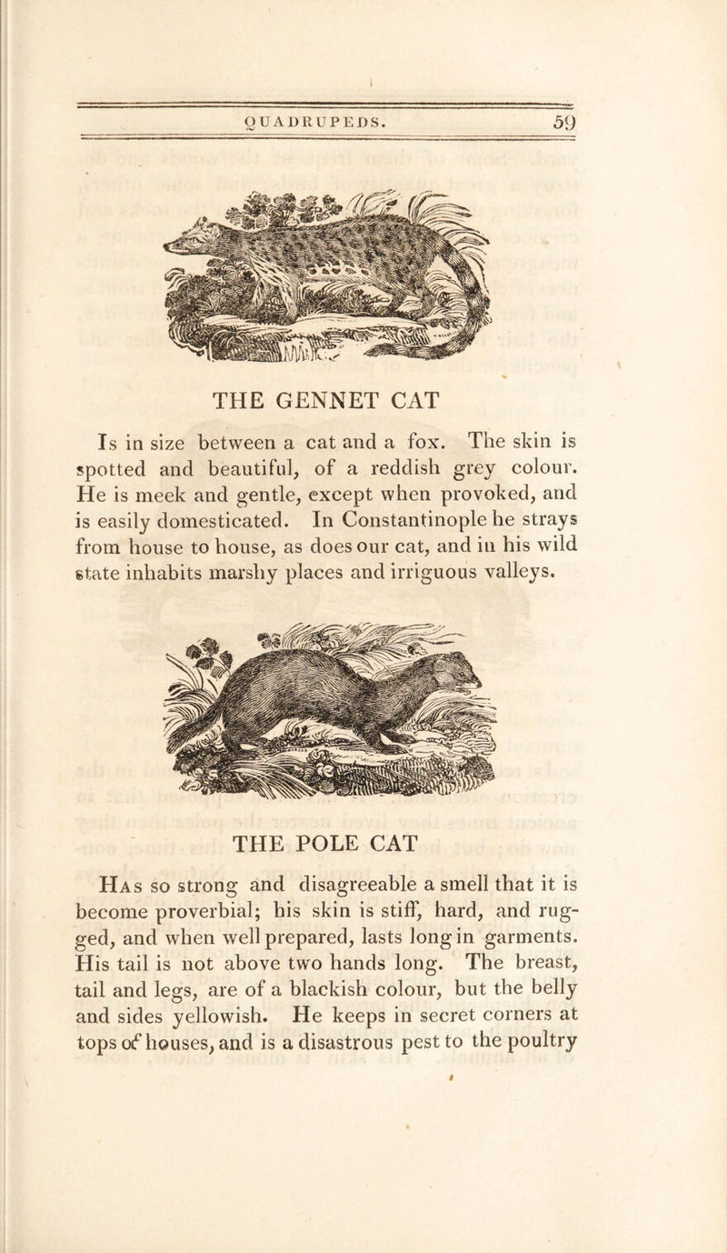 OUADRUPEDS. (V1 59 THE GENNET CAT Is in size between a cat and a fox. The skin is spotted and beautiful, of a reddish grey colour. He is meek and gentle, except when provoked, and is easily domesticated. In Constantinople he strays from house to house, as does our cat, and in his wild state inhabits marshy places and irriguous valleys. THE POLE CAT Has so strong and disagreeable a smell that it is become proverbial; his skin is stiff, hard, and rug¬ ged, and when well prepared, lasts long in garments. His tail is not above two hands long. The breast, tail and legs, are of a blackish colour, but the belly and sides yellowish. He keeps in secret corners at tops of houses, and is a disastrous pest to the poultry «