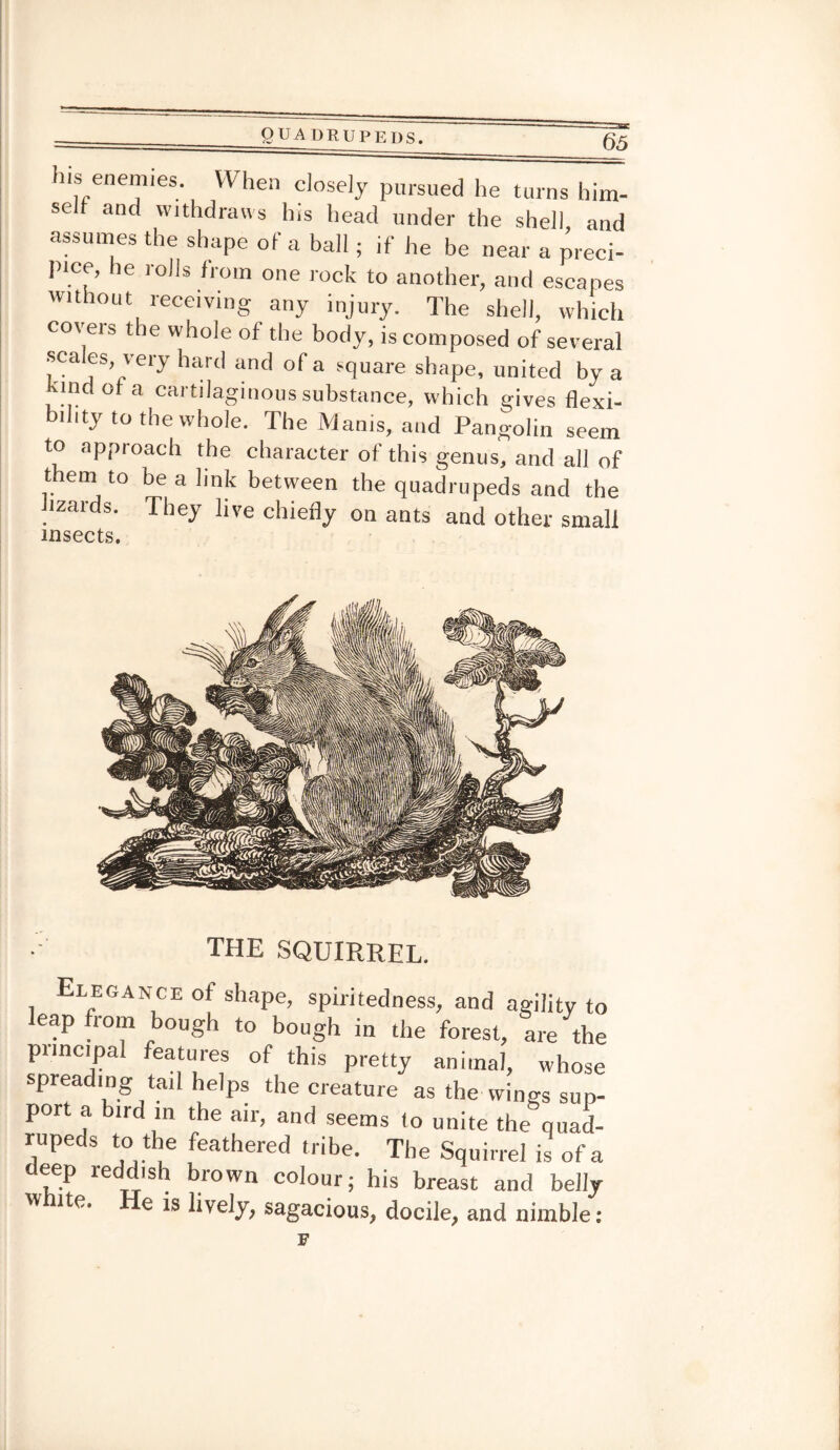 his enemies. When closely pursued he turns him¬ self and withdraws his head under the shell and assumes the shape of a ball; if he be near a preci¬ pice, he rolls from one rock to another, and escapes without receiving any injury. The shell, which covers the whole of the body, is composed of several sea. es, very hard and of a square shape, united by a kind of a cartilaginous substance, which gives flexi¬ bility to the whole. The Manis, and Pangolin seem to approach the character of this genus, and all of them to be a link between the quadrupeds and the lizards. They live chiefly on ants and other small insects. the squirrel. Elegance of shape, spiritedness, and agility to leap from bough to bough in the forest, are the puncipal features of this pretty animal, whose spreading tail helps the creature as the wings sup¬ port a tr in the air, and seems to unite the quad¬ rupeds to the feathered tribe. The Squirrel is of a deep reddish brown colour; his breast and belly w ite. e is lively, sagacious, docile, and nimble: F