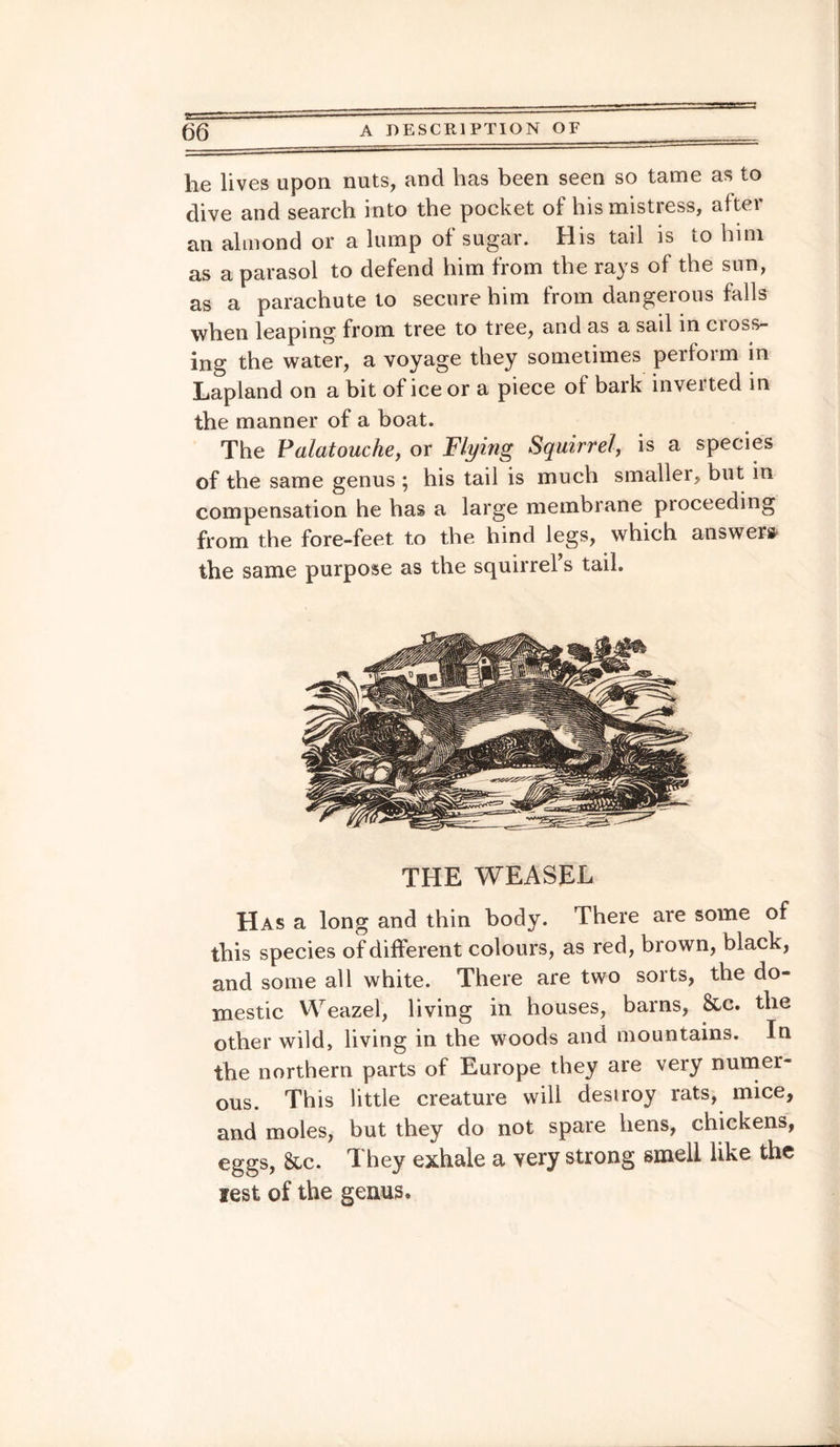 he lives upon nuts, and has been seen so tame as to dive and search into the pocket of his mistress, alter an almond or a lump of sugar. His tail is to him as a parasol to defend him from the rays of the sun, as a parachute to secure him from dangerous falls when leaping from tree to tree, and as a sail in cioss- ing the water, a voyage they sometimes perform in Lapland on a bit of ice or a piece of bark inverted in the manner of a boat. The Palatouche, or Flying Squirrel, is a species of the same genus ; his tail is much smaller, but in compensation he has a large membrane proceeding from the fore-feet to the hind legs, which answeis the same purpose as the squirrel’s tail. THE WEASEL Has a long and thin body. There are some of this species of different colours, as red, brown, black, and some all white. There are two sorts, the do¬ mestic Weazel, living in houses, barns, &c. the other wild, living in the woods and mountains. In the northern parts of Europe they are very numer¬ ous. This little creature will desiroy rats, mice, and moles, but they do not spare hens, chickens, eggs, &c. They exhale a very strong smell like the test of the genus.
