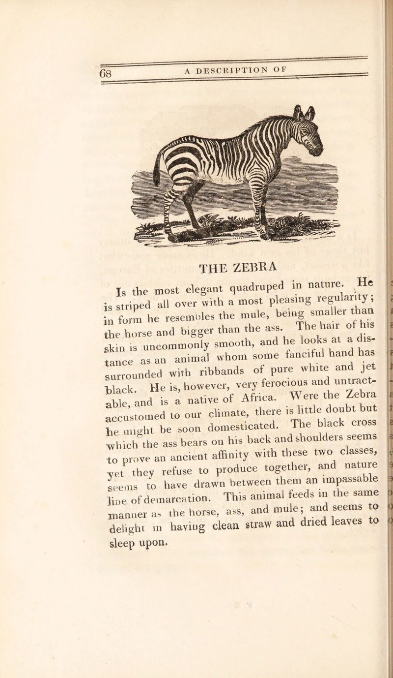 g J the zebra Is the most elegant quadruped in nature. He is Striped all over with a most pleasing >egu an y, in form he resembles the mule, being smaller tha the horse and bigger than the as^s. The hair ol his shin is uncommonly smooth, and e oo s a a 1 tance as an animal whom some fanciful hand has surrounded with ribbands of pure white and jet Hack He is, however, very ferocious and untract able and is a native of Africa. Were the Zebra accustomed to our climate, there Mi doubt but he might be soon domesticated. The black cioss which the ass bears on his back and shoulders seems to prove an ancient affinity with these two classes, j vet thev refuse to produce together, and nature 1 seems to have drawn between them an impassable hoe of demarcation. This animal feeds in the same | manner a- the horse, ass, and mule; and seems to aelight in having clean straw and dried leaves to <) sleep upon.