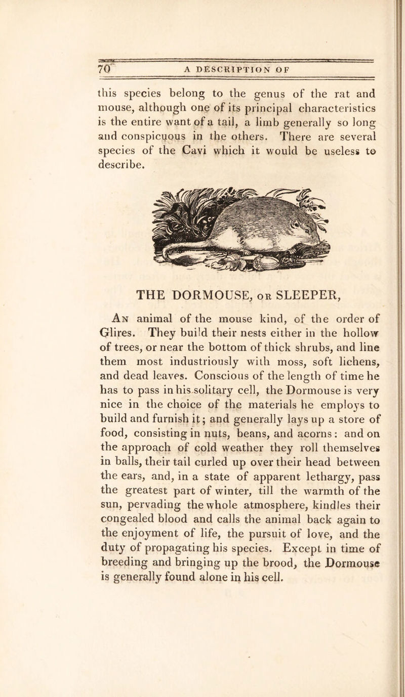 this species belong to the genus of the rat and mouse, although one of its principal characteristics is the entire want of a tail, a limb generally so long and conspicuous in the others. There are several species of the Cavi which it would be useless to describe. THE DORMOUSE, or SLEEPER, An animal of the mouse kind, of the order of Glires. They build their nests either in the hollow of trees, or near the bottom of thick shrubs, and line them most industriously with moss, soft lichens, and dead leaves. Conscious of the length of time he has to pass in his solitary cell, the Dormouse is very nice in the choice of the materials he employs to build and furnish it; and generally lays up a store of food, consisting in nuts, beans, and acorns : and on the approach of cold weather they roll themselves in balls, their tail curled up over their head between the ears, and, in a state of apparent lethargy, pass the greatest part of winter, till the warmth of the sun, pervading the whole atmosphere, kindles their congealed blood and calls the animal back again to the enjoyment of life, the pursuit of love, and the duty of propagating his species. Except in time of breeding and bringing up the brood, the Dormouse is generally found alone in his cell.