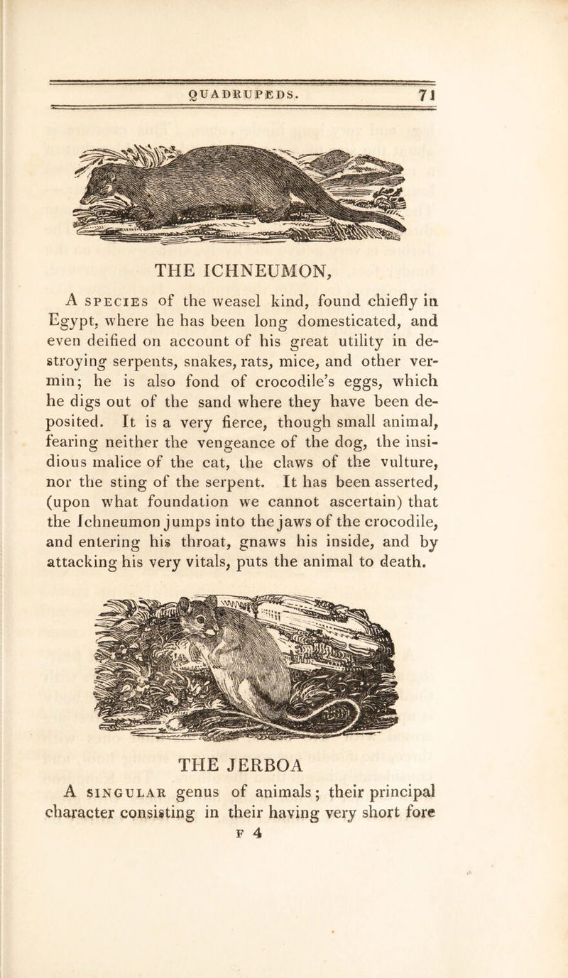 THE ICHNEUMON, A species of the weasel kind, found chiefly in Egypt, where he has been long domesticated, and even deified on account of his great utility in de¬ stroying serpents, snakes, rats, mice, and other ver¬ min; he is also fond of crocodile’s eggs, which he digs out of the sand where they have been de¬ posited. It is a very fierce, though small animal, fearing neither the vengeance of the dog, the insi¬ dious malice of the cat, the claws of the vulture, nor the sting of the serpent. It has been asserted, (upon what foundation we cannot ascertain) that the Ichneumon jumps into the jaws of the crocodile, and entering his throat, gnaws his inside, and by attacking his very vitals, puts the animal to death. THE JERBOA A singular genus of animals; their principal character consisting in their having very short fore
