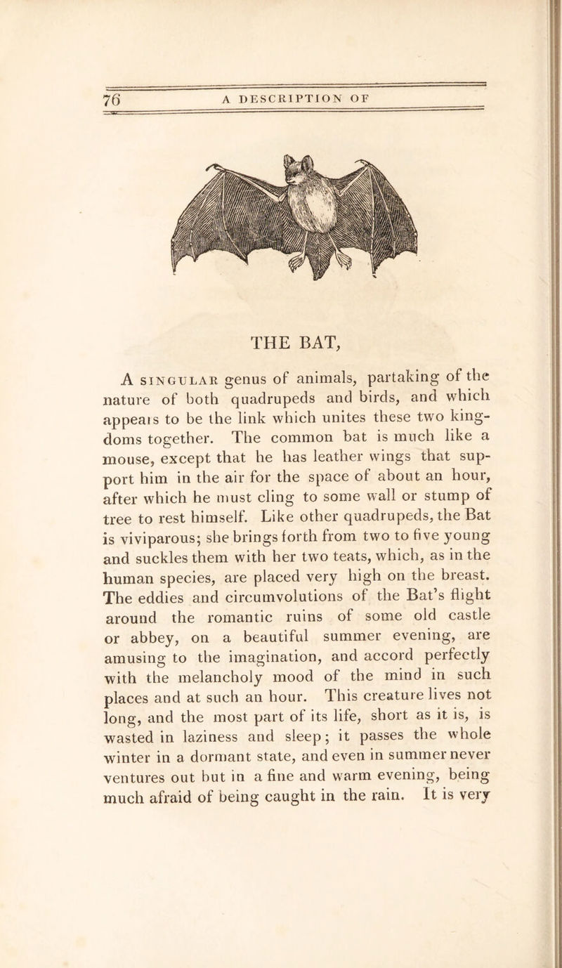 THE BAT, A singular genus of animals, partaking of the nature of both quadrupeds and birds, and which appeals to be the link which unites these two king¬ doms together. The common bat is much like a mouse, except that he has leather wings that sup¬ port him in the air for the space of about an hour, after which he must cling to some wall or stump of tree to rest himself. Like other quadrupeds, the Bat is viviparous; she brings forth from two to five young and suckles them with her two teats, which, as in the human species, are placed very high on the breast. The eddies and circumvolutions of the Bat’s flight around the romantic ruins of some old castle or abbey, on a beautiful summer evening, are amusing to the imagination, and accord perfectly with the melancholy mood of the mind in such places and at such an hour. This creature lives not long, and the most part of its life, short as it is, is wasted in laziness and sleep; it passes the whole winter in a dormant state, and even in summer never ventures out but in a fine and warm evening, being much afraid of being caught in the rain. It is very