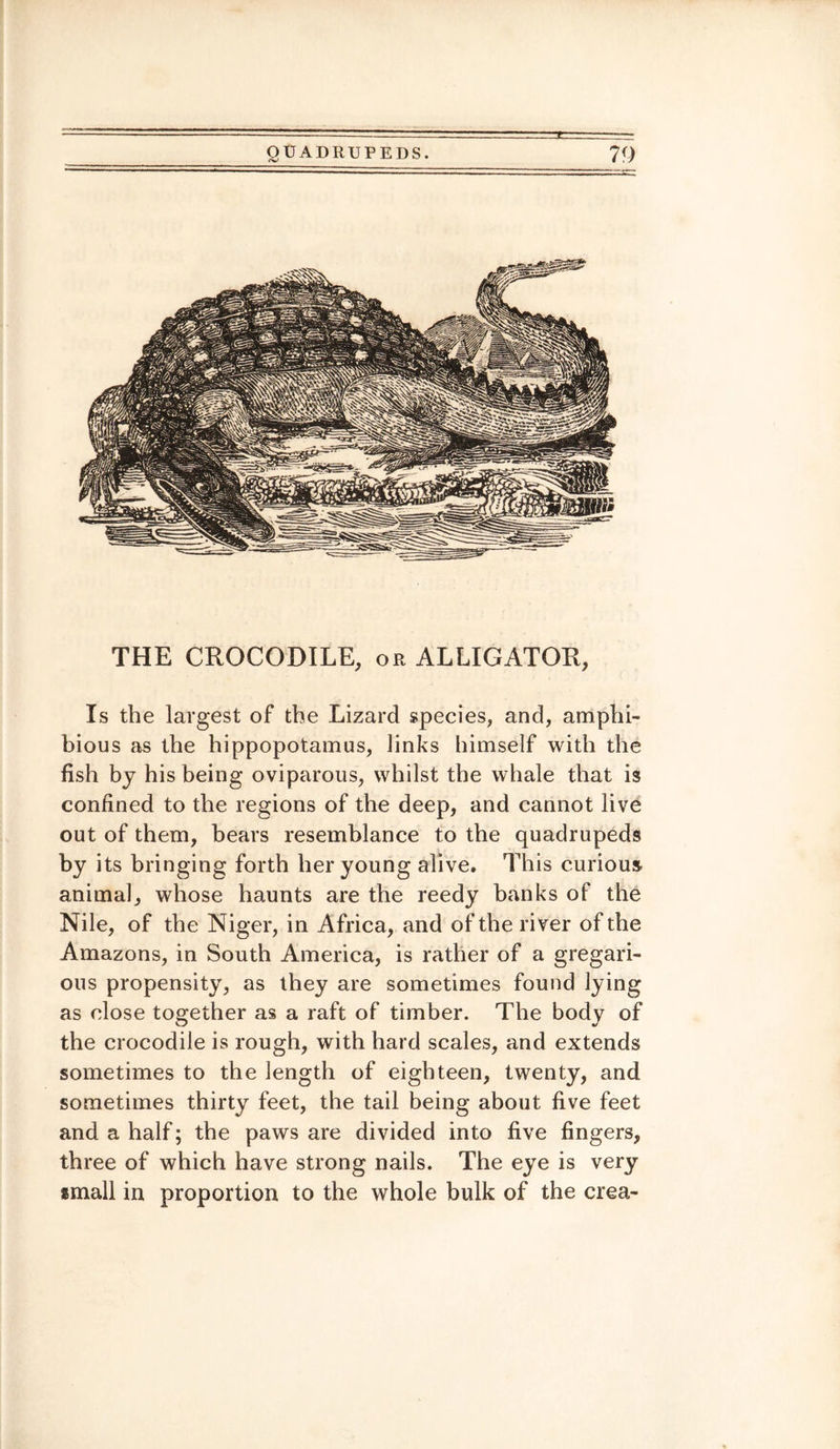 THE CROCODILE, or ALLIGATOR, Is the largest of the Lizard species, and, amphi¬ bious as the hippopotamus, links himself with the fish by his being oviparous, whilst the whale that is confined to the regions of the deep, and cannot live out of them, bears resemblance to the quadrupeds by its bringing forth her young alive. This curious animal, whose haunts are the reedy banks of the Nile, of the Niger, in Africa, and of the river of the Amazons, in South America, is rather of a gregari¬ ous propensity, as they are sometimes found lying as close together as a raft of timber. The body of the crocodile is rough, with hard scales, and extends sometimes to the length of eighteen, twenty, and sometimes thirty feet, the tail being about five feet and a half; the paws are divided into five fingers, three of which have strong nails. The eye is very small in proportion to the whole bulk of the crea-