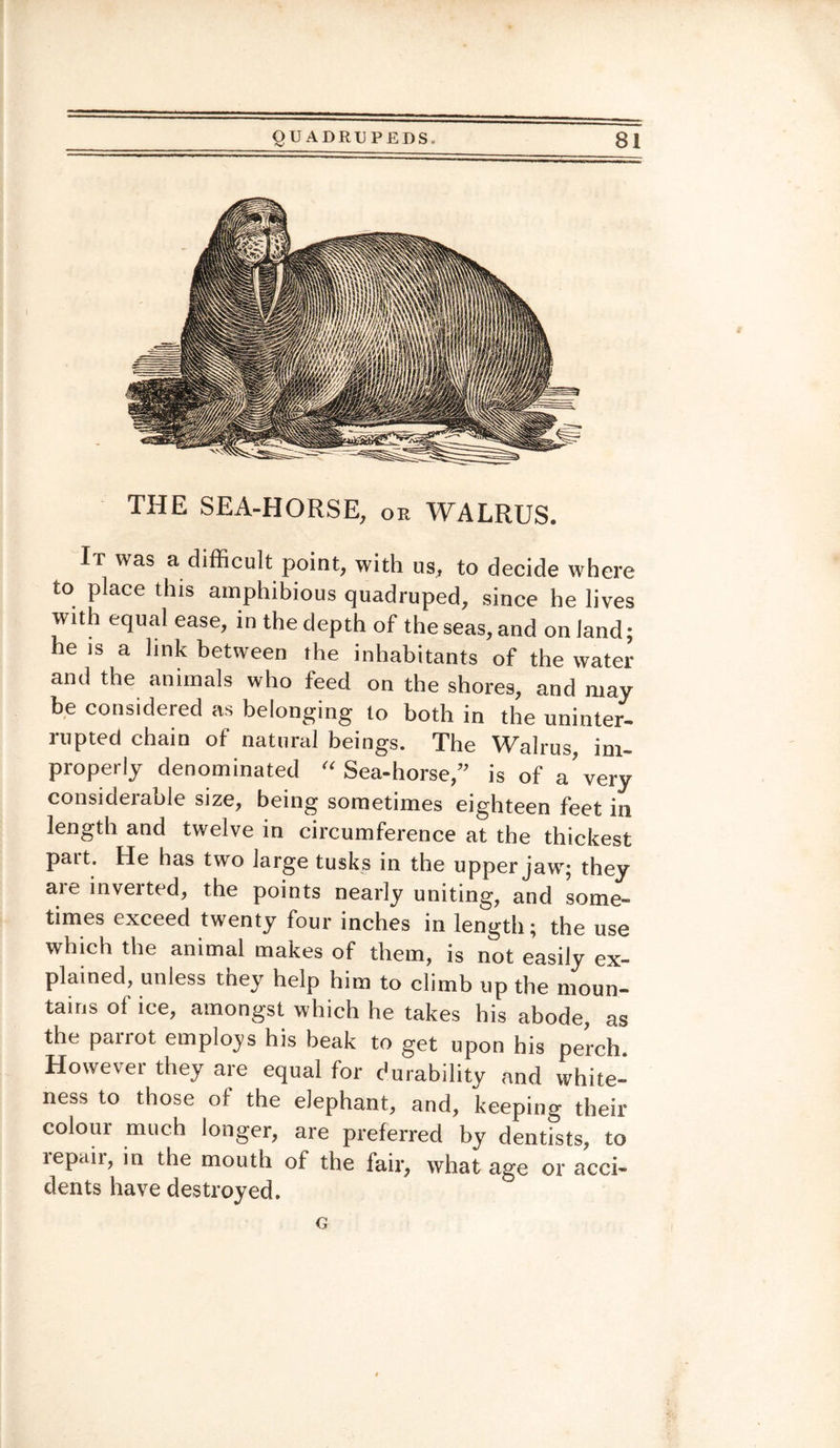 THE SEA-HORSE, or WALRUS. It was a difficult point, with us, to decide where to place this amphibious quadruped, since he lives with equal ease, in the depth of the seas, and on land; he is a link between the inhabitants of the water and the animals who feed on the shores, and may be considered as belonging to both in the uninter¬ rupted chain of natural beings. The Walrus, im¬ properly denominated “ Sea-horse,” is of a'very considerable size, being sometimes eighteen feet in length and twelve in circumference at the thickest pait. He has two large tusks in the upper jaw; they are inverted, the points nearly uniting, and some¬ times exceed twenty four inches in length; the use which the animal makes of them, is not easily ex¬ plained, unless they help him to climb up the moun¬ tains of ice, amongst which he takes his abode, as the panot employs his beak to get upon his perch. However they are equal for durability and white¬ ness to those of the elephant, and, keeping their colour much longer, are preferred by dentists, to lepaii, in the mouth of the fair, what age or acci¬ dents have destroyed. G