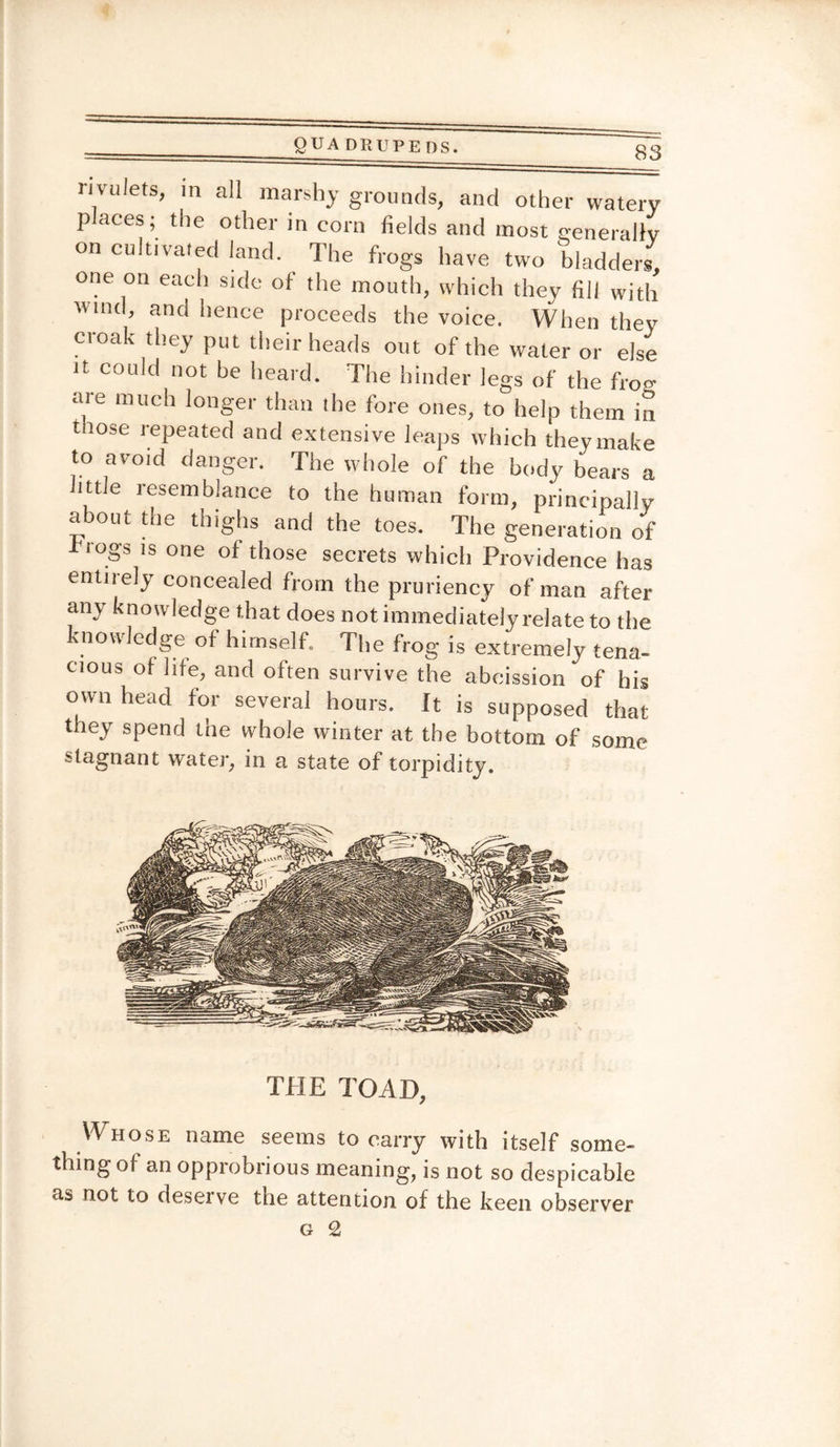 UPEDS. rivulets, in all marshy grounds, and other watery p aces; the other in corn fields and most generally on cultivated land. The frogs have two bladders, one on each side of the mouth, which they fill with wind, and hence proceeds the voice. When they cioak they put their heads out of the water or else n could not be heard. The hinder legs of the frog are much longer than the fore ones, to help them in tiose repeated and extensive leaps which they make to avoid danger. The whole of the body bears a little resemblance to the human form, principally about the thighs and the toes. The generation of -flogs is one of those secrets which Providence has entij ely concealed from the pruriency of man after any knowledge that does not immediately relate to the knowledge of himself. The frog is extremely tena¬ cious of life, and often survive the abcission of his own head for several hours. It is supposed that they spend the whole winter at the bottom of some stagnant water, in a state of torpidity. THE TOAD, Whose name seems to carry with itself some¬ thing of an opprobrious meaning, is not so despicable as not to deserve the attention of the keen observer