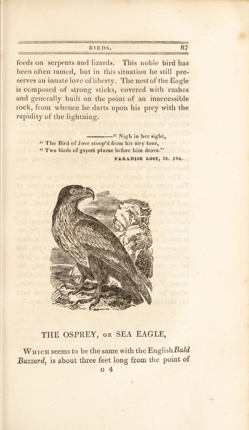 feeds on serpents and lizards. This noble bird has been often tamed, but in this situation he still pre¬ serves an innate love of liberty. The nest of the Eagle is composed of strong sticks, covered with rushes and generally built on the point of an inaccessible rock, from whence he darts upon his prey with the rapidity of the lightning. ———■-iC Nigli in her sight, “ The Bird of Jove stoop’d from his airy tour, “ Two birds of gayest plume before him drove.” PARADISE LOST, ix. 184. THE OSPREY, or SEA EAGLE, Which seems to be the same with the English Buzzard, is about three feet long from the point of G 4 I