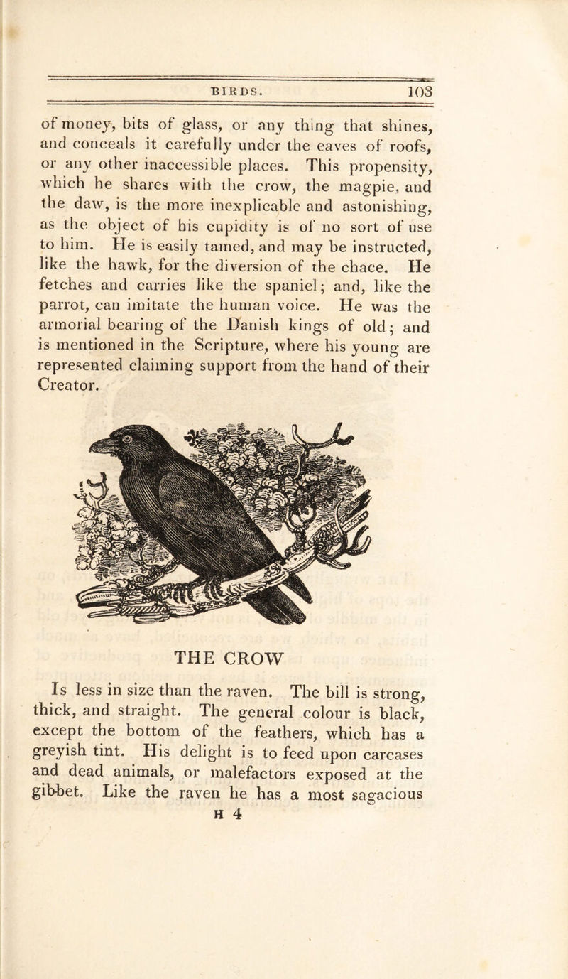 of money, bits of glass, or any thing that shines, and conceals it carefully under the eaves of roofs, or any other inaccessible places. This propensity, which he shares with the crow, the magpie, and the daw, is the more inexplicable and astonishing, as the object of his cupidity is of no sort of use to him. He is easily tamed, and may be instructed, like the hawk, for the diversion of the chace. He fetches and carries like the spaniel; and, like the parrot, can imitate the human voice. He was the armorial bearing of the Danish kings of old; and is mentioned in the Scripture, where his young are represented claiming support from the hand of their Creator. THE CROW Is less in size than the raven. The bill is strong, thick, and straight. The general colour is black, except the bottom of the feathers, which has a greyish tint. His delight is to feed upon carcases and dead animals, or malefactors exposed at the gibbet. Like the raven he has a most sagacious H 4