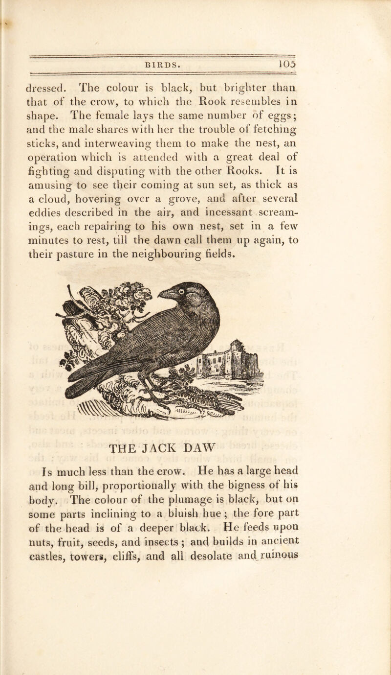 dressed. The colour is black, but brighter than that of the crow, to which the Rook resembles in shape. The female lays the same number of eggs; and the male shares with her the trouble of fetching- sticks, and interweaving them to make the nest, an operation which is attended with a great deal of fighting and disputing with the other Rooks. It is amusing to see their coming at sun set, as thick as a cloud, hovering over a grove, and after several eddies described in the air, and incessant scream- ings, each repairing to his own nest, set in a few minutes to rest, till the dawn call them up again, to their pasture in the neighbouring fields. THE JACK DAW Is much less than the crow. He has a large head and long bill, proportionally with the bigness of his body. The colour of the plumage is black, but on some parts inclining to a bluish hue; the fore part of the head is of a deeper black. He feeds upon nuts, fruit, seeds, and insects ; and builds in ancient castles, towers, cliffs, and all desolate and ruinous