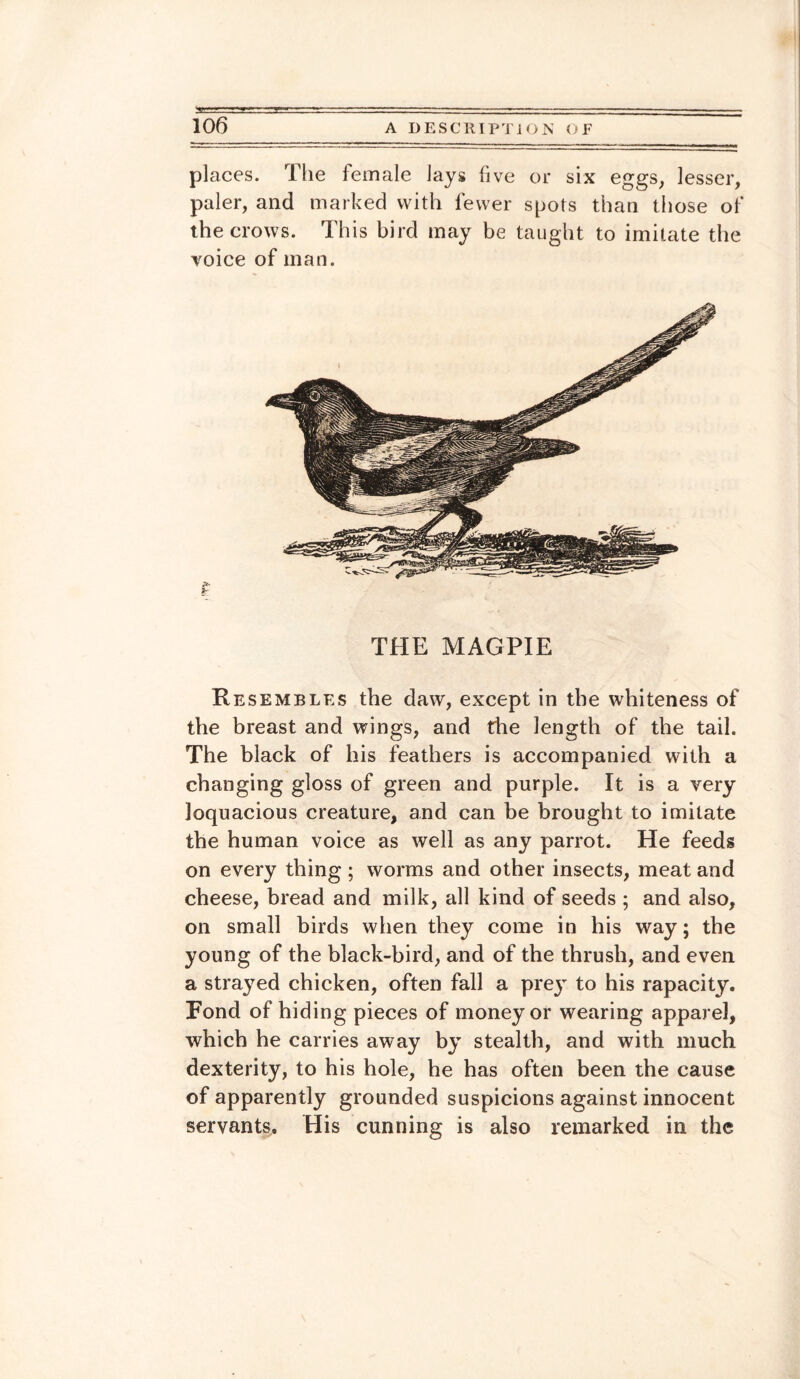 places. The female lays live or six eggs, lesser, paler, and marked with fewer spots than those of the crows. This bird may be taught to imitate the voice of man. & I THE MAGPIE Resembles the daw, except in the whiteness of the breast and wings, and the length of the tail. The black of his feathers is accompanied with a changing gloss of green and purple. It is a very loquacious creature, and can be brought to imitate the human voice as well as any parrot. He feeds on every thing ; worms and other insects, meat and cheese, bread and milk, all kind of seeds ; and also, on small birds when they come in his way; the young of the black-bird, and of the thrush, and even a strayed chicken, often fall a prey to his rapacity. Fond of hiding pieces of money or wearing apparel, which he carries away by stealth, and with much dexterity, to his hole, he has often been the cause of apparently grounded suspicions against innocent servants. His cunning is also remarked in the