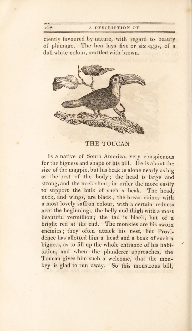 cieritly favoured by nature, with regard to beauty of plumage. The hen lays five or six eggs, of a dull white colour, mottled with brown. THE TOUCAN Is a native of South America, very conspicuous for the bigness and shape of his bill. He is about the size of the magpie, but his beak is alone nearly as big as the rest of the body; the head is large and strong, and the neck short, in order the more easily to support the bulk of such a beak. The head, neck, and wings, are black; the breast shines with a most lovely saffron colour, with a certain redness near the beginning; the belly and thigh with a most beautiful vermillion; the tail is black, but of a bright red at the end. The monkies are his sworn enemies; they often attack his nest, but Provi¬ dence has allotted him a head and a beak of such a bigness, as to fill up the whole entrance of his habi¬ tation, and when the plunderer approaches, the Toucan gives him such a welcome, that the mon¬ key is glad to run away. So this monstrous bill,