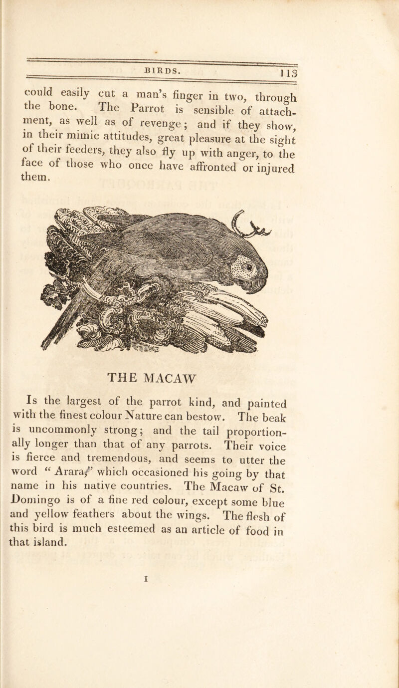 conld easily cut a man’s finger in two, through the bone. The Parrot is sensible of attach¬ ment, as well as of revenge; and if they show, in their mimic attitudes, great pleasure at the sight ol theii feeders, they also fly up with anger, to the face of those who once have affronted or injured them. THE MACAW Is the largest of the parrot kind, and painted with the finest colour Nature can bestow. The beak is uncommonly strong; and the tail proportion- ally longer than that of any parrots. Their voice is fierce and tremendous, and seems to utter the word “ Arara/’ which occasioned his going by that name in his native countries. The Macaw of St. Domingo is of a fine red colour, except some blue and yellow feathers about the wings. The flesh of this bird is much esteemed as an article of food in that island. i