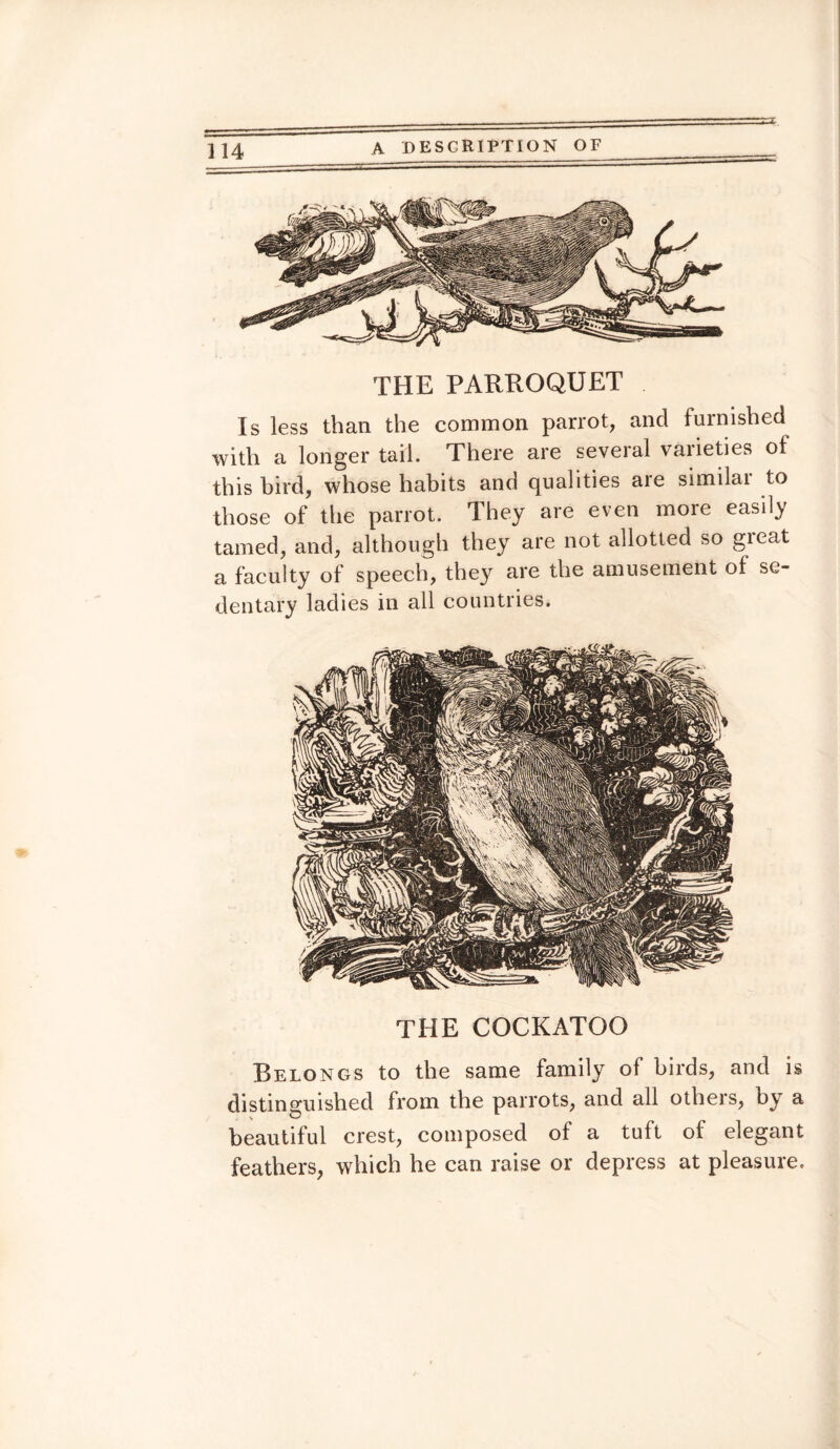 THE PARROQUET Is less than the common parrot, and furnished with a longer tail. There are several varieties of this bird, whose habits and qualities are similai to those of the parrot. They are even more easily tamed, and, although they are not allotted so great a faculty of speech, they are the amusement of se¬ dentary ladies in all countries. THE COCKATOO Belongs to the same family of birds, and is distinguished from the parrots, and all others, by a beautiful crest, composed of a tuft of elegant feathers, which he can raise or depress at pleasure.