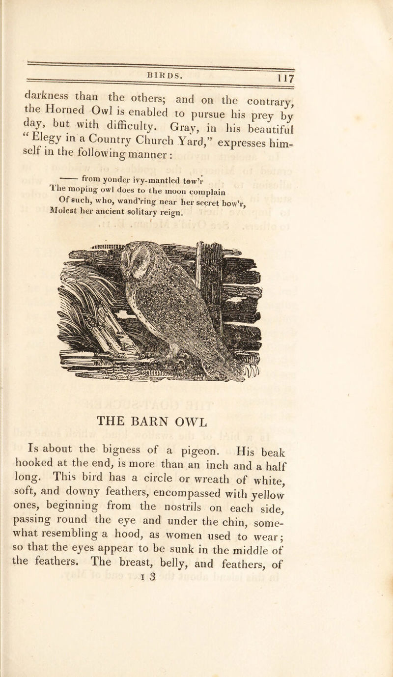 darkness than the others; and on the contrary the Horned Owl is enabled to pursue his prey by <%, but with difficulty. Gray, in his beautiful blegy in a Country Church Yard,” expresses him- selr in the following manner : ' from yonder ivy-mantled tow’r The moping owl does to the moon complain Of such, who, wand’ring near her secret bow’r, Molest her ancient solitary reign. THE BARN OWL Is about the bigness of a pigeon. His beak booked at the end, is more than an inch and a half long. This bird has a circle or wreath of white, soft, and downy feathers, encompassed with yellow ones, beginning from the nostrils on each side, passing round the eye and under the chin, some¬ what lesemblmg a hood, as women used to wear j so that the eyes appear to be sunk in the middle of the leathers. The breast, belly, and feathers, of