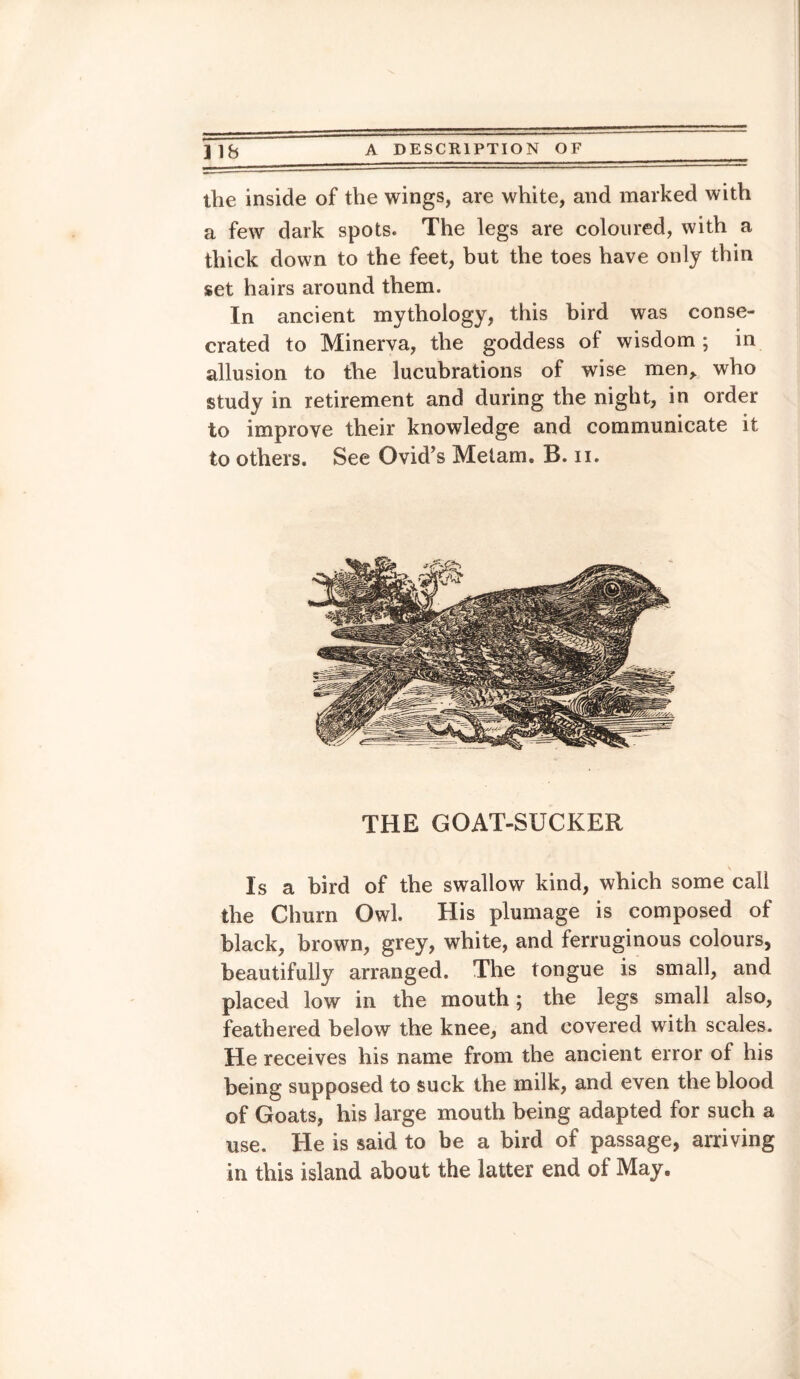 the inside of the wings, are white, and marked with a few dark spots. The legs are coloured, with a thick down to the feet, but the toes have only thin set hairs around them. In ancient mythology, this bird was conse¬ crated to Minerva, the goddess of wisdom ; in allusion to the lucubrations of wise men, who study in retirement and during the night, in order to improve their knowledge and communicate it to others. See Ovid's Mel am. B. n. THE GOAT-SUCKER \ Is a bird of the swallow kind, which some call the Churn Owl. His plumage is composed of black, brown, grey, white, and ferruginous colours, beautifully arranged. The tongue is small, and placed low in the mouth; the legs small also, feathered below the knee, and covered with scales. He receives his name from the ancient error of his being supposed to suck the milk, and even the blood of Goats, his large mouth being adapted for such a use. He is said to be a bird of passage, arriving in this island about the latter end of May.