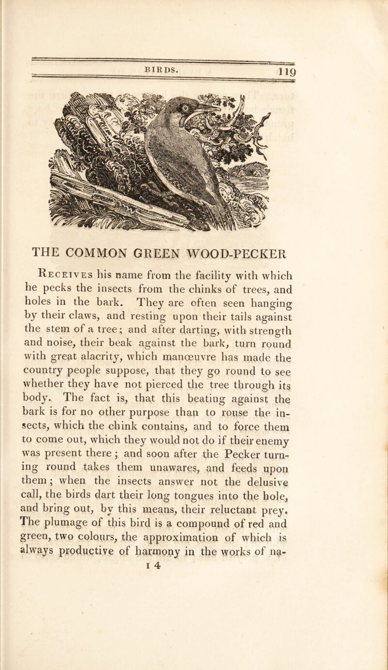THE COMMON GREEN WOOD-PECKER Receives his name from the facility with which he pecks the insects from the chinks of trees, and holes in the bark. They are often seen hanging by their claws, and resting upon their tails against the stem of a tree; and after darting, with strength and noise, their beak against the bark, turn round with great alacrity, which manoeuvre has made the country people suppose, that they go round to see whether they have not pierced the tree through its body., The fact is, that this beating against the bark is for no other purpose than to rouse the in¬ sects, which the chink contains, and to force them to come out, which they would not do if their enemy was present there ; and soon after the Pecker turn¬ ing round takes them unawares, and feeds upon them ; when the insects answer not the delusive call, the birds dart their long tongues into the hole, and bring out, by this means, their reluctant prey. The plumage of this bird is a compound of red and green, two colours, the approximation of which is always productive of harmony in the works of na-