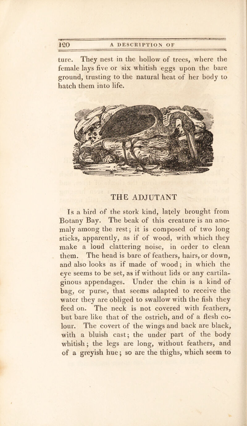ture. They nest in the hollow of trees, where the female lays five or six whitish eggs upon the bare ground, trusting to the natural heat of her body to hatch them into life. THE ADJUTANT Is a bird of the stork kind, lately brought from Botany Bay. The beak of this creature is an ano¬ maly among the rest; it is composed of two long sticks, apparently, as if of wood, with which they make a loud clattering noise, in order to clean them. The head is bare of feathers, hairs, or down, and also looks as if made of wood; in which the eye seems to be set, as if without lids or any cartila¬ ginous appendages. Under the chin is a kind of bag, or purse, that seems adapted to receive the water they are obliged to swallow with the fish they feed on. The neck is not covered with feathers, but bare like that of the ostrich, and of a flesh co¬ lour. The covert of the wings and back are black, with a bluish cast; the under part of the body whitish; the legs are long, without feathers, and of a greyish hue; so are the thighs, which seem to