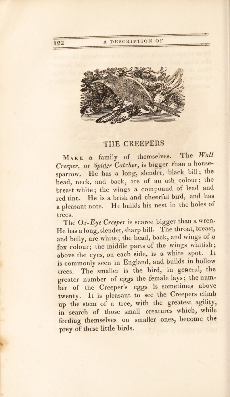 THE CREEPERS Make a family of themselves. The Wall Creeper, or Spider Catcher, is bigger than a house- sparrow. He has a long, slender, black bill; the head, neck, and back, are of an ash coloui ; the breast white; the wings a compound of lead and red tint. He is a brisk and cheerful bird, and has a pleasant note. He builds his nest in the holes of trees. The Ox-Eye Creeper is scarce bigger than a wren. He has along, slender, sharp bill. The throat,bieast, and belly, are white; the head, back, and wings of a fox colour; the middle parts of the wings whitish; above the eyes, on each side, is a white spot. It is commonly seen in England, and builds in hollow trees. The smaller is the bird, in general, the greater number of eggs the female lays; the num¬ ber of the Creeper's eggs is sometimes above twenty. It is pleasant to see the Creepers climb up the stem of a tree, with the greatest agility, in search of those small creatures which, while feeding themselves on smaller ones, become the prey of these little birds.