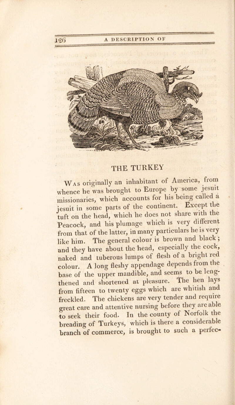 l THE TURKEY Was originally an inhabitant of America, from whence he was brought to Europe by some jesuit missionaries, which accounts for his being called a jesuit in some parts of the continent. Except the tuft on the head, which he does not share with the Peacock, and his plumage which is very different from that of the latter, in many particulars he is very like him. The general colour is brown and black ; and they have about the head, especially the cock, naked and tuberous lumps of flesh of a bright red colour. A long fleshy appendage depends from the base of the upper mandible, and seems to be leng¬ thened and shortened at pleasure. The hen lays from fifteen to twenty eggs which are whitish and freckled. The chickens are very tender and require great care and attentive nursing before they are able to seek their food. In the county of Norfolk the breading of Turkeys, which is there a considerable branch of commerce, is brought to such a perfec-
