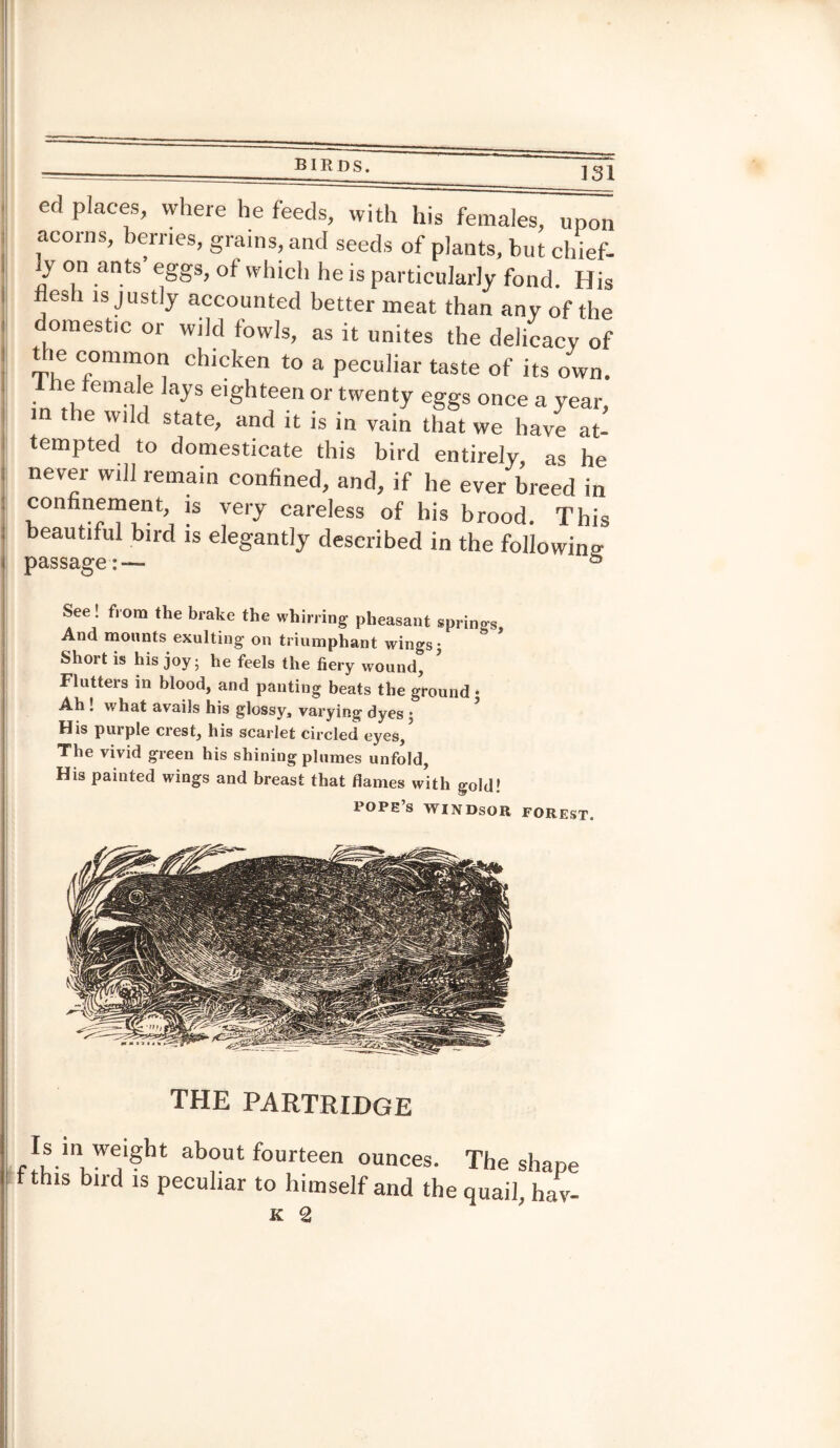 ed places, where he feeds, with his females, upon acorns, berries, grains, and seeds of plants, but chief¬ ly on ants eggs, of which he is particularly fond. His es 1 is justly accounted better meat than any of the domestic or wild fowls, as it unites the delicacy of the common chicken to a peculiar taste of its own. in ft em,e ayS e,Shteen twenty eggs once a year, the wild state, and it is in vain that we have at¬ tempted to domesticate this bird entirely, as he never will remain confined, and, if he ever breed in confinement, is very careless of his brood. This beautiful bird is elegantly described in the following passage:— 5 See! from the brake the whirring pheasant springs And mounts exulting on triumphant wings 5 Short is his joy; he feels the fiery wound, ’ Flutters in blood, and panting beats the ground • Ah ! what avails his glossy, varying dyes • His purple crest, his scarlet circled eyes/ The vivid green his shining plumes unfold, His painted wings and breast that flames with gold! pope’s WINDSOR FOREST. THE PARTRIDGE Is in weight about fourteen ounces. The shape tthis bird is peculiar to himself and the quail, hav-