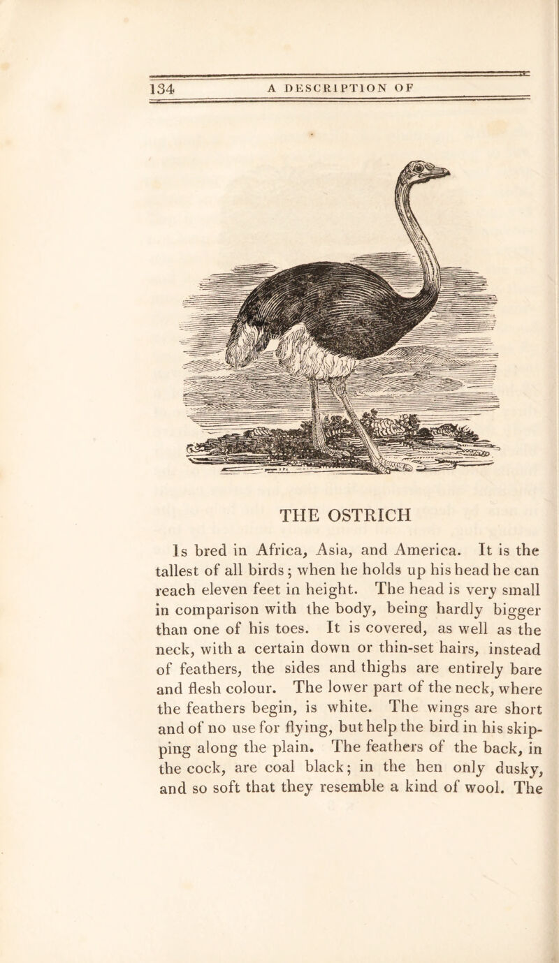 THE OSTRICH Is bred in Africa, Asia, and America. It is the tallest of all birds ; when he holds up his head he can reach eleven feet in height. The head is very small in comparison with the body, being hardly bigger than one of his toes. It is covered, as well as the neck, with a certain down or thin-set hairs, instead of feathers, the sides and thighs are entirely bare and flesh colour. The lower part of the neck, where the feathers begin, is white. The wings are short and of no use for flying, but help the bird in his skip¬ ping along the plain. The feathers of the back, in the cock, are coal black; in the hen only dusky, and so soft that they resemble a kind of wool. The