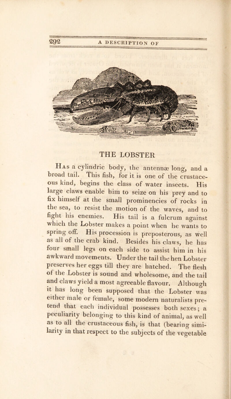 THE LOBSTER Has a cylindric body, the antennae long, and a bioad tail* This fish, for it is one of the crustace- ous kind, begins the class of water insects. His large claws enable him to seize on his prey and to fix himself at the small prominencies of rocks in the sea, to resist the motion of the waves, and to fight his enemies. His tail is a fulcrum against which the Lobster makes a point when he wants to spiing off. His procession is preposterous, as well as all of the crab kind. Besides his claws, he has four small legs on each side to assist him in his awkward movements. Under the tail the hen Lobster preserves her eggs till they are hatched. The flesh of the Lobster is sound and wholesome, and the tail and claws yield a most agreeable flavour. Although it has long been supposed that the Lobster was either male or female, some modern naturalists pre¬ tend that each individual possesses both sexes; a peculiarity belonging to this kind of animal, as well as to all the crustaceous fish, is that (bearing simi¬ larity in that respect to the subjects of the vegetable