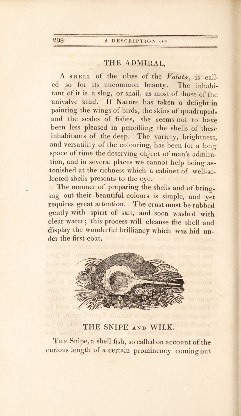 THE ADMIRAL, A SHELL of the class of the Foluta, is call¬ ed so for its uncommon beauty. The inhabi¬ tant of it is a slug, or snail, as most of those of the univalve kind. If Nature has taken a delight in painting the wings of birds, the skins of quadrupeds and the scales of fishes, she seems not to have been less pleased in pencilling the shells of these inhabitants of the deep. The variety, brightness, and versatility of the colouring, has been for a long space of time the deserving object of man’s admira¬ tion, and in several places we cannot help being as¬ tonished at the richness which a cabinet of well-se¬ lected shells presents to the eye. The manner of preparing the shells and of bring¬ ing out their beautiful colours is simple, and yet requires great attention. The crust must be rubbed gently with spirit of salt, and soon washed with clear water; this process will cleanse the shell and display the wonderful brilliancy which was hid un¬ der the first coat. THE SNIPE and WILK. The Snipe, a shell fish, so called on account of the curious length of a certain prominency coming out