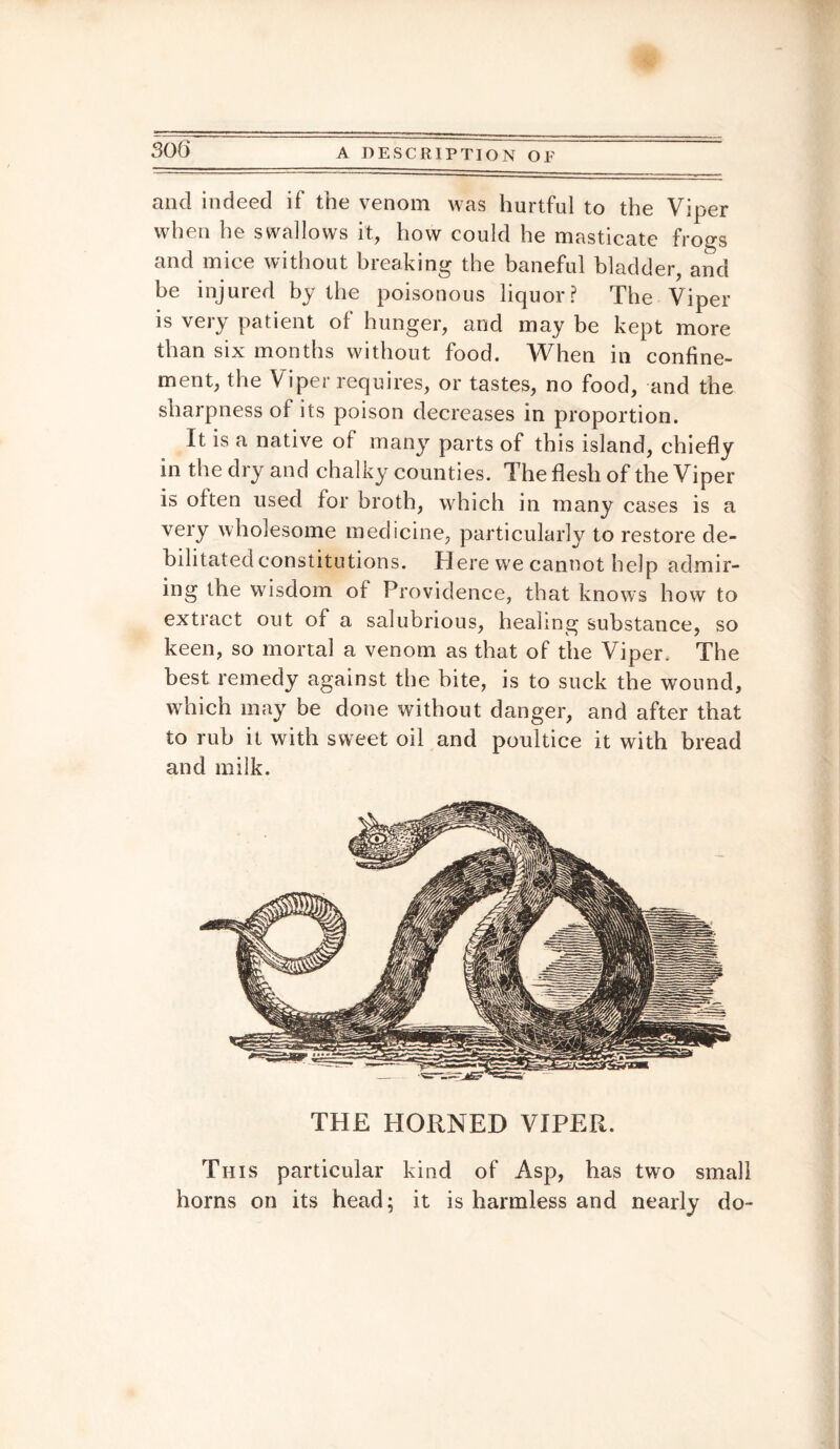 and indeed if the venom was hurtful to the Viper when he swallows it, how could he masticate frogs and mice without breaking the baneful bladder, and be injured by the poisonous liquor? The Viper is very patient of hunger, and may be kept more than six months without food. AVhen in confine¬ ment, the Viper requires, or tastes, no food, and the sharpness of its poison decreases in proportion. It is a native of many parts of this island, chiefly inthedryand chalky counties. The flesh of the Viper is often used for broth, which in many cases is a very wholesome medicine, particularly to restore de¬ bilitated const itu tions. Here we cannot help admir¬ ing the wisdom of Providence, that knows how to extract out of a salubrious, healing substance, so keen, so mortal a venom as that of the Viper. The best remedy against the bite, is to suck the wound, which may be done without danger, and after that to rub it with sweet oil and poultice it with bread and milk. THE HORNED VIPER. This particular kind of Asp, has two small horns on its head; it is harmless and nearly do-