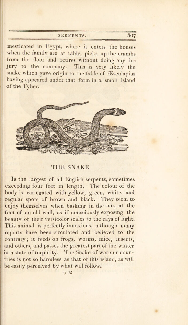 mesticated in Egypt, where it enters the houses when the family are at table, picks up the crumbs from the floor and retires without doing any in¬ jury to the company. This is very likely the snake which gave origin to the fable of flEsculapius having appeared under that form in a small island of the Tyber. THE SNAKE Is the largest of all English serpents, sometimes exceeding four feet in length. The colour of the body is variegated with yellow, green, white, and regular spots of brown and black. They seem to enjoy themselves when basking in the sun, at the foot of an old wall, as if consciously exposing the beauty of their versicolor scales to the rays of light. This animal is perfectly innoxious, although many reports have been circulated and believed to the contrary; it feeds on frogs, worms, mice, insects, and others, and passes the greatest part of the winter I in a state of torpidity. The Snake of warmer coun¬ tries is not so harmless as that of this island, as will be easily perceived by what will follow. u £