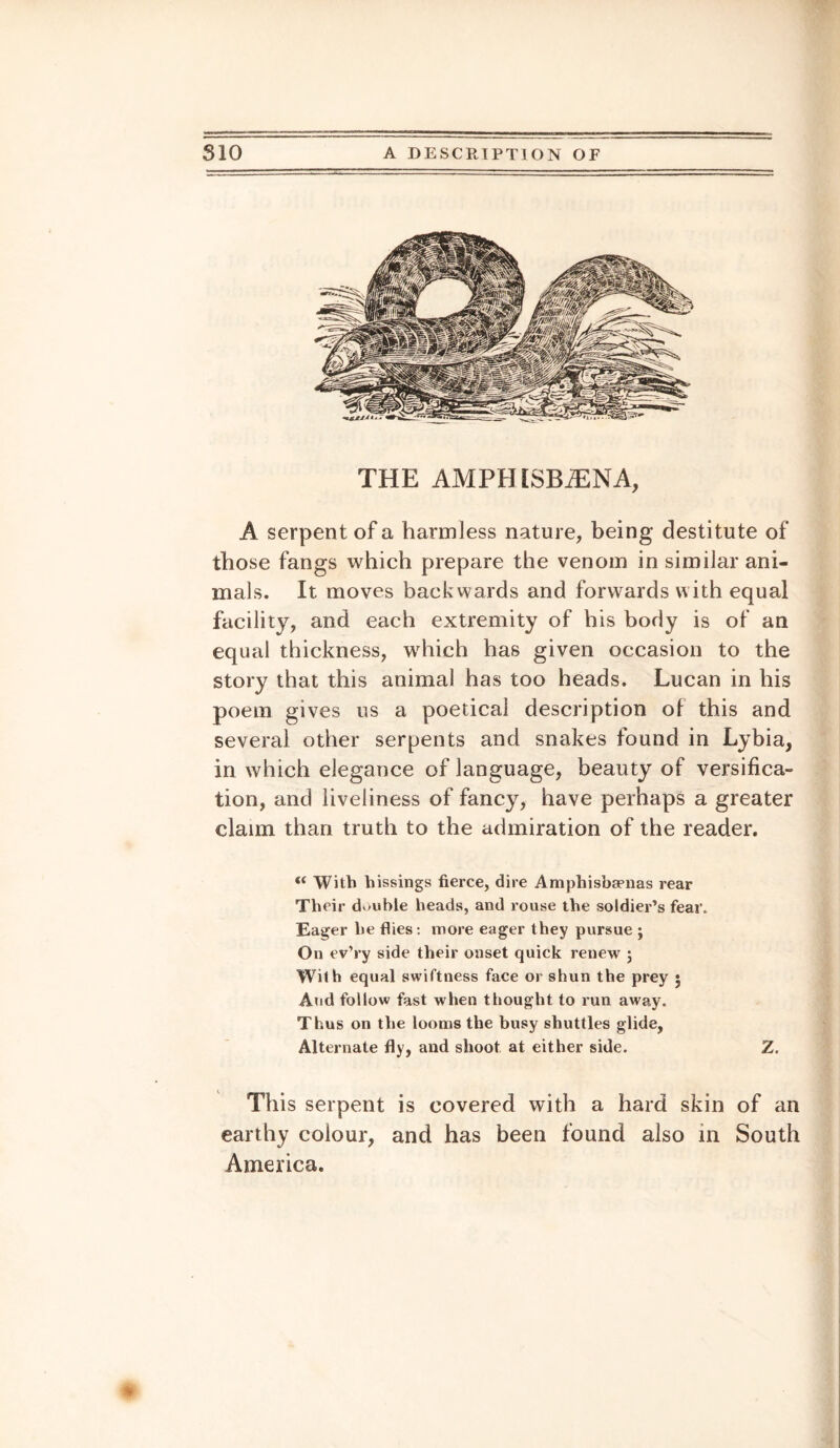 THE AMPtHSBiENA, A serpent of a harmless nature, being destitute of those fangs which prepare the venom in similar ani¬ mals. It moves backwards and forwards with equal facility, and each extremity of his body is of an equal thickness, which has given occasion to the story that this animal has too heads. Lucan in his poem gives us a poetical description ot this and several other serpents and snakes found in Lybia, in which elegance of language, beauty of versifica¬ tion, and liveliness of fancy, have perhaps a greater claim than truth to the admiration of the reader. “ With hissings fierce, dire Amphisbspnas rear Their double heads, and rouse the soldier’s fear. Eager he flies: more eager they pursue ; On ev’ry side their onset quick renew ; With equal swiftness face or shun the prey • And follow fast when thought to run away. Thus on the looms the busy shuttles glide, Alternate fly, and shoot at either side. Z. This serpent is covered with a hard skin of an earthy colour, and has been found also in South America. *