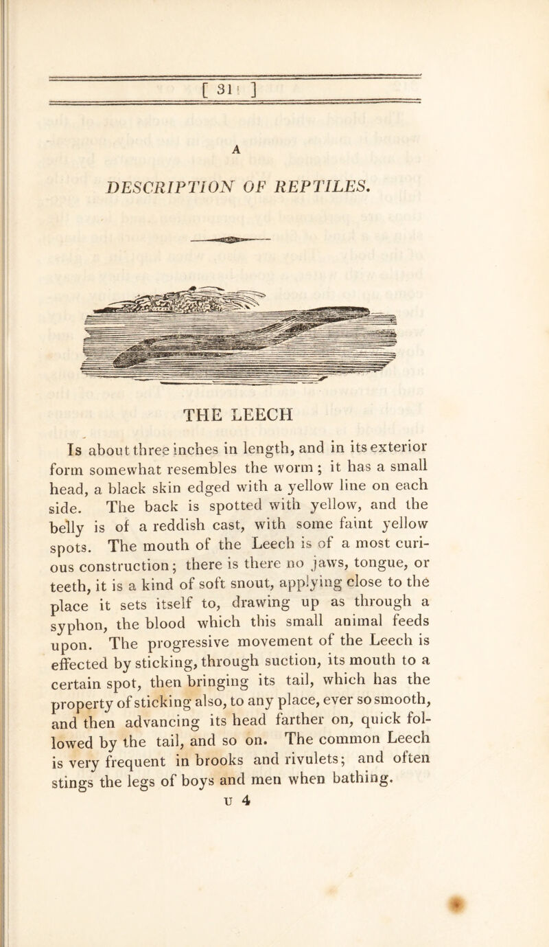 [ 31! ] A DESCRIPTION OF REPTILES. THE LEECH Is about three inches in length, and in its exterior form somewhat resembles the worm ; it has a small head, a black skin edged with a yellow line on each side. The back is spotted with yellow, and the belly is of a reddish cast, with some faint yellow spots. The mouth of the Leech is of a most curi¬ ous construction; there is there no jaws, tongue, or teeth, it is a kind of soft snout, applying close to the place it sets itself to, drawing up as through a syphon, the blood which this small animal feeds upon. The progressive movement of the Leech is effected by sticking, through suction, its mouth to a certain spot, then bringing its tail, which has the property of sticking also, to any place, ever so smooth, and then advancing its head farther on, quick fol¬ lowed by the tail, and so on. The common Leech is very frequent in brooks and rivulets; and often stings the legs of boys and men when bathing,