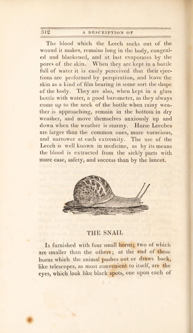 The blood which the Leech sucks out of the wound it makes, remains long in the body, congeal¬ ed and blackened, and at last evaporates by the pores of the skin. When they are kept in a bottle full of water it is easily perceived that their ejec¬ tions are performed by perspiration, and leave the skin as a kind of film bearing in some sort the shape of the body. They are also, when kept in a glass bottle with water, a good barometer, as they always come up to the neck of the bottle when rainy wea¬ ther is approaching, remain in the bottom in dry weather, and move themselves anxiously up and down when the weather is stormy. Horse Leeches are larger than the common ones, more voracious, and narrower at each extremity. The use of the Leech is well known in medicine, as by its means the blood is extracted from the sickly parts with more ease, safety, and success than by the lancet. THE SNAIL Is furnished with four small horns; two of which are smaller than the others ; at the end of those horns which the animal pushes out or draws back, like telescopes, as most convenient to itself, are the eyes, which look like black spots, one upon each of