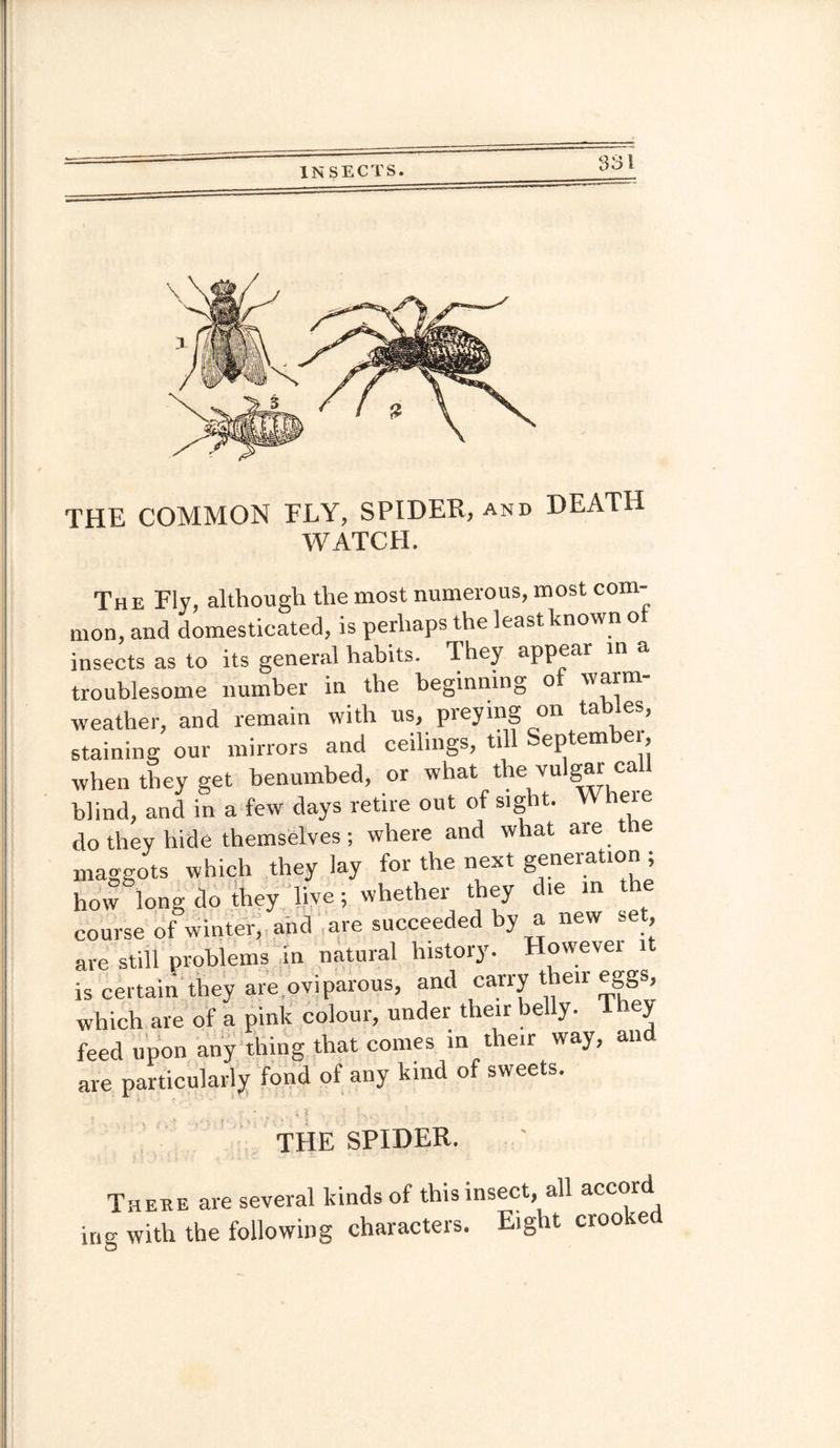 THE COMMON ELY, SPIDER, and DEATH WATCH. The Fly, although the most numerous, most com¬ mon, and domesticated, is perhaps the least known o insects as to its general habits. They appear in a troublesome number in the beginning o 'vf*m weather, and remain with us, preying on tables, staining our mirrors and ceilings, till ^eptembei, when they get benumbed, or what the vulgar call blind, and in a few days retire out of sight. Where do they hide themselves; where and what are the maggots which they lay for the next generation ; how long do they live; whether they die m the course of winter, and are succeeded by a new set, are still problems in natural history. However it is certain they are oviparous, and carry their eggs, which are of a pink colour, under their belly. 1 ey feed upon any thing that comes in their way, an are particularly fond of any kind of sweets. the spider. There are several kinds of this insect, all accord ing with the following characters. Eight crooked