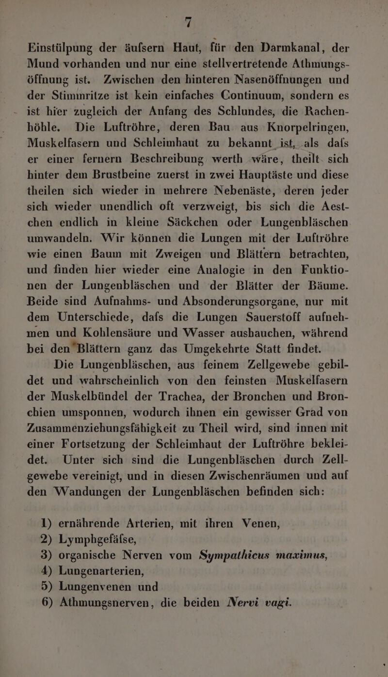 Einstülpung der äufsern Haut, für den Darmkanal, der Mund vorhanden und nur eine stellvertretende Athmungs- öffnung ist. Zwischen den hinteren Nasenöffnungen und der Stimmritze ist kein einfaches Continuum, sondern es ist hier zugleich der Anfang des Schlundes, die Rachen- höhle. Die Luftröhre, deren Bau aus Knorpelringen, Muskelfasern und Schleimhaut zu bekannt ist, als dafs er einer fernern Beschreibung, werth wäre, theilt- sich hinter dem Brustbeine zuerst in zwei Hauptäste und diese theilen sich wieder in mehrere Nebenäste, deren jeder sich wieder unendlich oft verzweigt, bis sich die Aest- chen endlich in kleine Säckchen oder Lungenbläschen umwandeln. Wir können die Lungen mit der Luftröhre wie einen Baum mit Zweigen und Blättern betrachten, und finden hier wieder eine Analogie in den Funktio- nen der Lungenbläschen und der Blätter der Bäume. Beide sind Aufnahms- und Absonderungsorgane, nur mit dem Unterschiede, dafs die Lungen Sauerstoff aufneh- men und Kohlensäure und Wasser aushauchen, während bei den Blättern ganz das Umgekehrte Statt findet. Die Lungenbläschen, aus feinem Zellgewebe gebil- det und wahrscheinlich von den feinsten Muskelfasern der Muskelbündel der Trachea, der Bronchen und Bron- chien umsponnen, wodurch ihnen ein gewisser Grad von Zusammenziehungsfähigkeit zu Theil wird, sind innen mit einer Fortsetzung der Schleimhaut der Luftröhre beklei- det. Unter sich sind die Lungenbläschen durch Zell- gewebe vereinigt, und in diesen Zwischenräumen und auf den Wandungen der Lungenbläschen befinden sich: 1) ernährende Arterien, mit ihren Venen, 2) Lymphgefäfse, 3) organische Nerven vom Sympathicus mazximus, 4) Lungenarterien, 5) Lungenvenen und 6) Athmungsnerven, die beiden Nervi vagi.