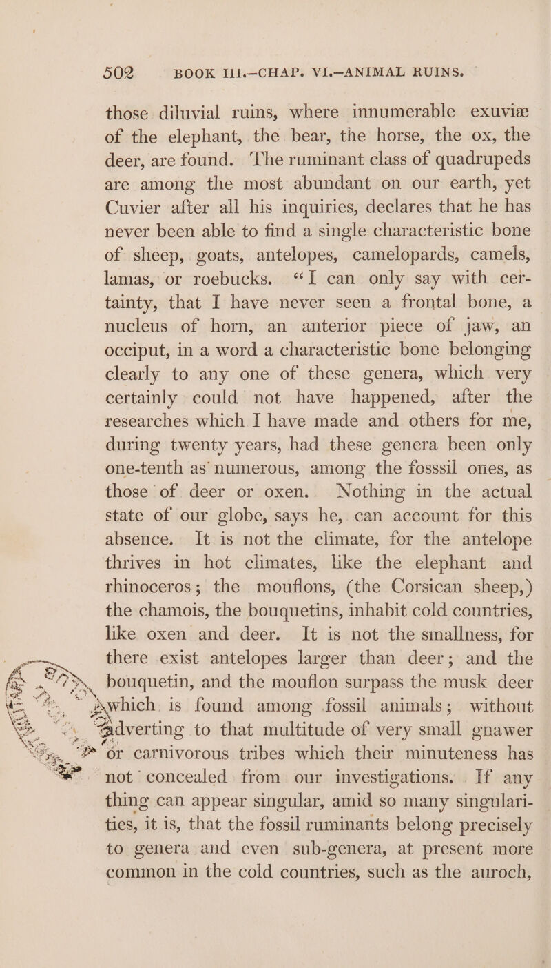 those diluvial ruins, where innumerable exuvie of the elephant, the bear, the horse, the ox, the deer, are found. ‘The ruminant class of quadrupeds are among the most abundant on our earth, yet Cuvier after all his inquiries, declares that he has never been able to find a single characteristic bone of sheep, goats, antelopes, camelopards, camels, lamas, or roebucks. “I can only say with cer- tainty, that I have never seen a frontal bone, a nucleus of horn, an anterior piece of jaw, an occiput, in a word a characteristic bone belonging clearly to any one of these genera, which very certainly could not have happened, after the researches which I have made and others for me, — during twenty years, had these genera been only one-tenth as numerous, among the fosssil ones, as those of deer or oxen.. Nothing in the actual state of our globe, says he, can account for this absence. It is not the climate, for the antelope thrives in hot climates, like the elephant and rhinoceros; the mouflons, (the Corsican sheep, ) the chamois, the bouquetins, inhabit cold countries, like oxen and deer. It is not the smallness, for there exist antelopes larger than deer; and the N bouquetin, and the mouflon surpass the musk deer : if gxwhich is found among fossil animals; without } @dverting to that palette of very small gnawer Pp “or carnivorous tribes which their minuteness has “not concealed from our investigations. If any thing can appear singular, amid so many singulari- ties, it is, that the fossil ruminants belong precisely to genera and even sub-genera, at present more common in the cold countries, such as the auroch,