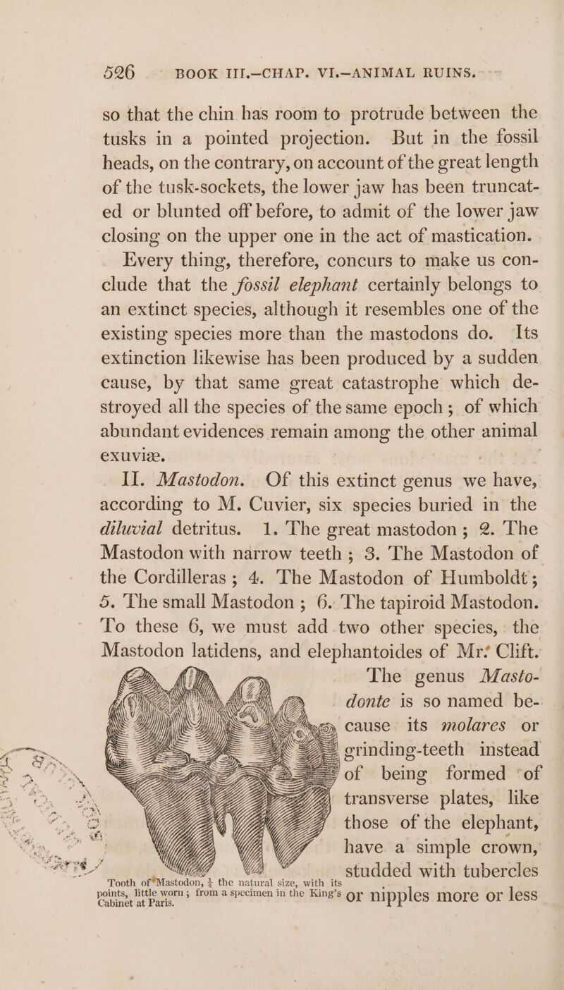 so that the chin has room to protrude between the tusks in a pointed projection. But in the fossil heads, on the contrary, on account of the great length of the tusk-sockets, the lower jaw has been truncat- ed or blunted off before, to admit of the lower jaw closing on the upper one in the act of mastication. Every thing, therefore, concurs to make us con- clude that the jfosszl elephant certainly belongs to an extinct species, although it resembles one of the existing species more than the mastodons do. Its extinction likewise has been produced by a sudden cause, by that same great catastrophe which de- stroyed all the species of the same epoch; of which abundant evidences remain among the other animal exuvie. | : | II. Mastodon. Of this extinct genus we have, according to M. Cuvier, six species buried in the dilucial detritus. 1.’'The great mastodon; 2. The Mastodon with narrow teeth ; 3. The Mastodon of the Cordilleras ; 4. The Mastodon of Humboldt; 5. ‘The small Mastodon ; 6. The tapiroid Mastodon. To these 6, we must add.two other species, : the Mastodon latidens, and elephantoides of Mr? Clift. B Yp 3 The genus Masto- Uj, (A donte is so named be- SJ. Ses cause its molares or “22= grinding-teeth instead <2; = of being formed ‘of 7) transverse plates, like those of the elephant, have. a simple crown, Tooth of Mastodon. z the natural size, with its studded with tubercles points, little worn; from a specimen in the King’s oy nipples more or less Cabinet at Paris. y