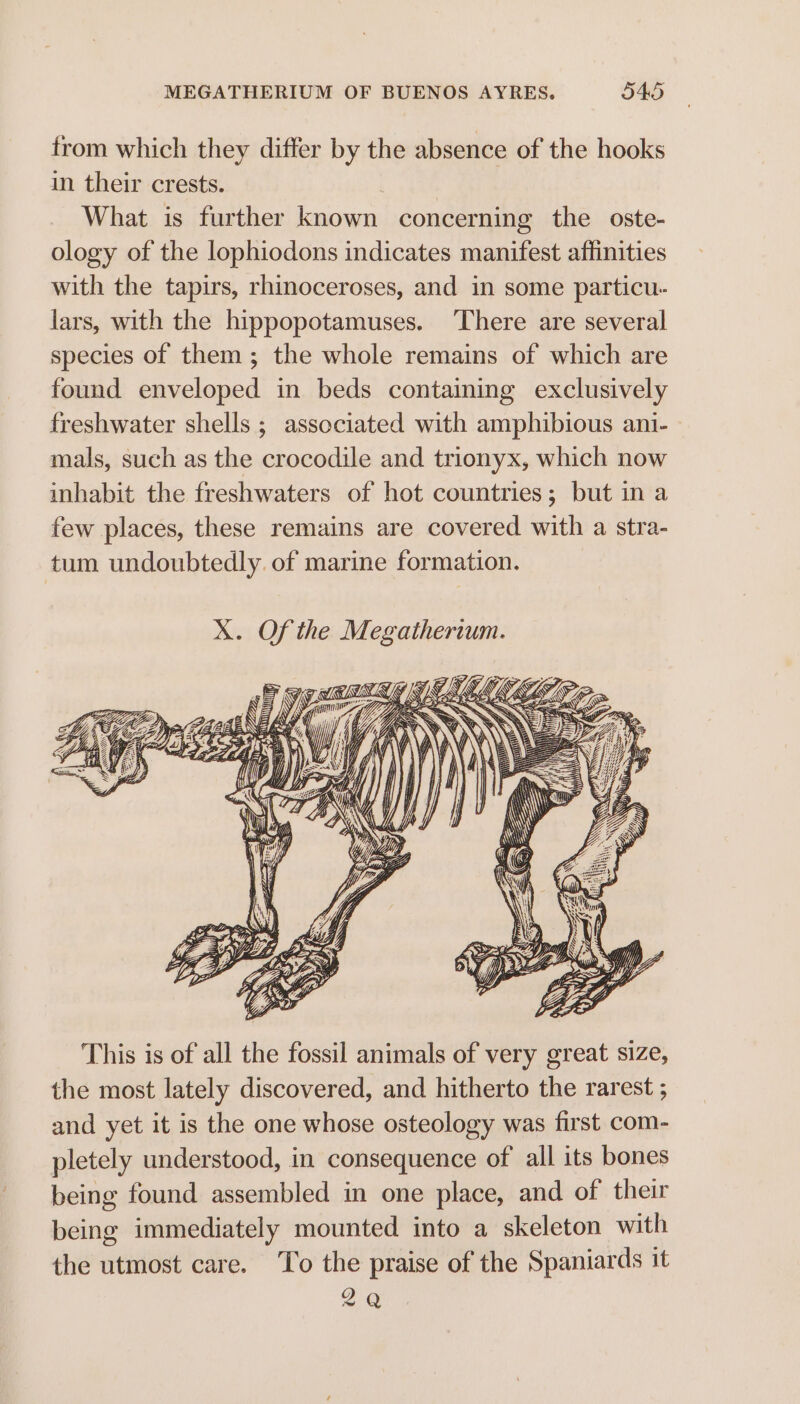 from which they differ by the absence of the hooks in their crests. What is further known concerning the oste- ology of the lophiodons indicates manifest affinities with the tapirs, rhinoceroses, and in some particu- lars, with the hippopotamuses. ‘There are several species of them; the whole remains of which are found enveloped in beds containing exclusively freshwater shells ; associated with amphibious ani- mals, such as the crocodile and trionyx, which now inhabit the freshwaters of hot countries; but in a few places, these remains are covered with a stra- tum undoubtedly. of marine formation. X. Of the Megatherium. ANI, WEAR ‘ RS) ER uy aN NAS Vee ~ Pra =. = This is of all the fossil animals of very great size, the most lately discovered, and hitherto the rarest ; and yet it is the one whose osteology was first com- pletely understood, in consequence of all its bones being found assembled in one place, and of their being immediately mounted into a skeleton with the utmost care. To the praise of the Spaniards it 2Q